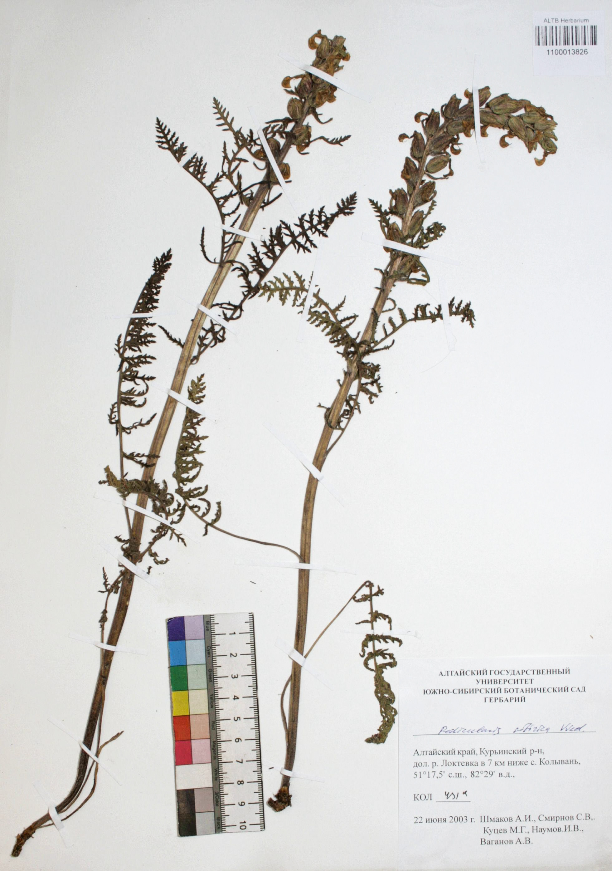 Pedicularis sibirica Vved.