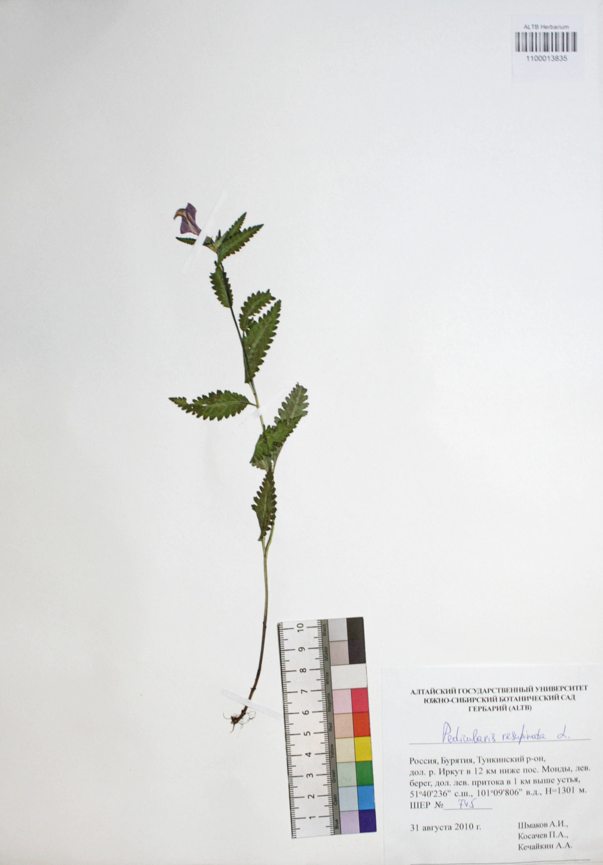 Pedicularis resupinata L.