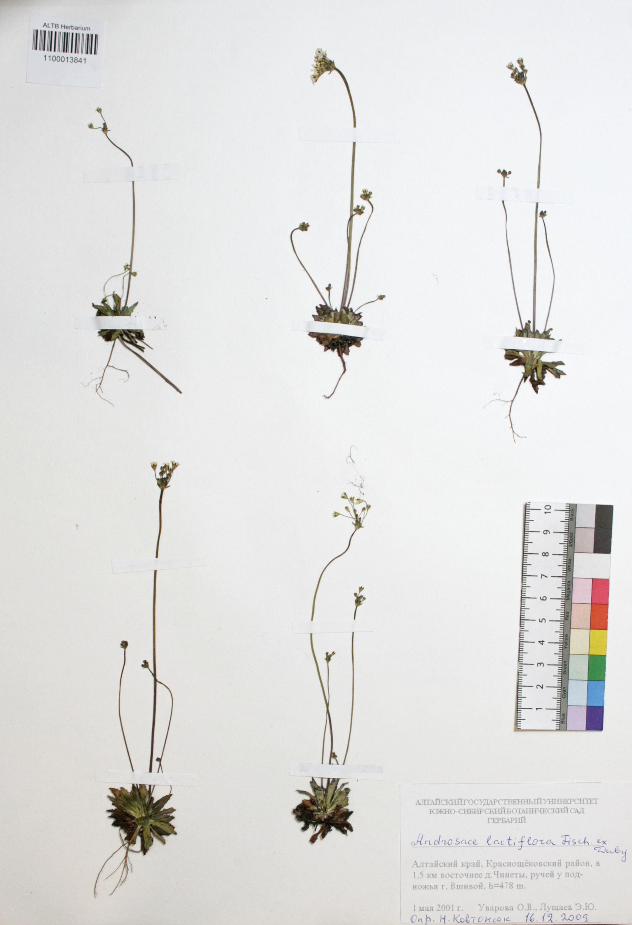 Androsace lactiflora Fisch. ex Willd.