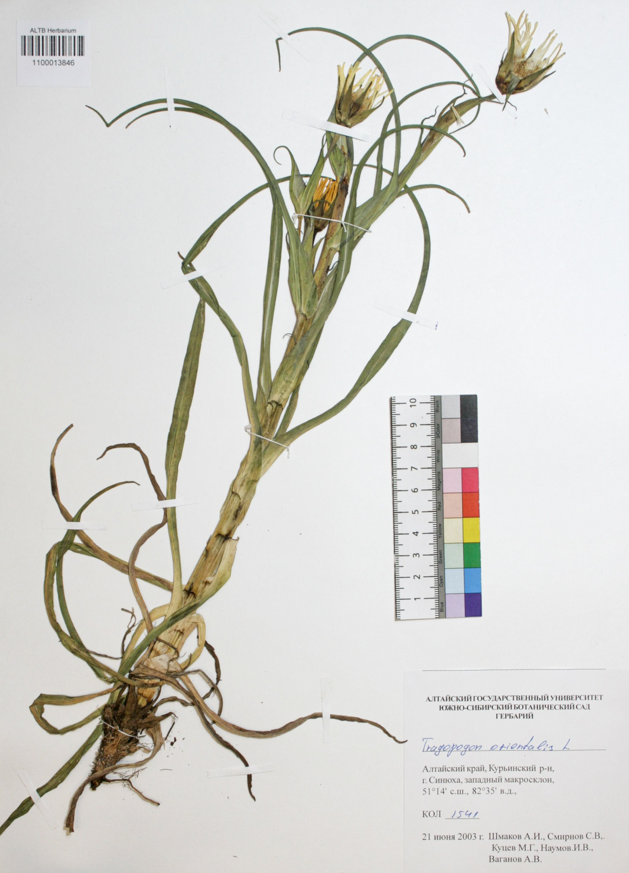 Tragopogon orientalis L.