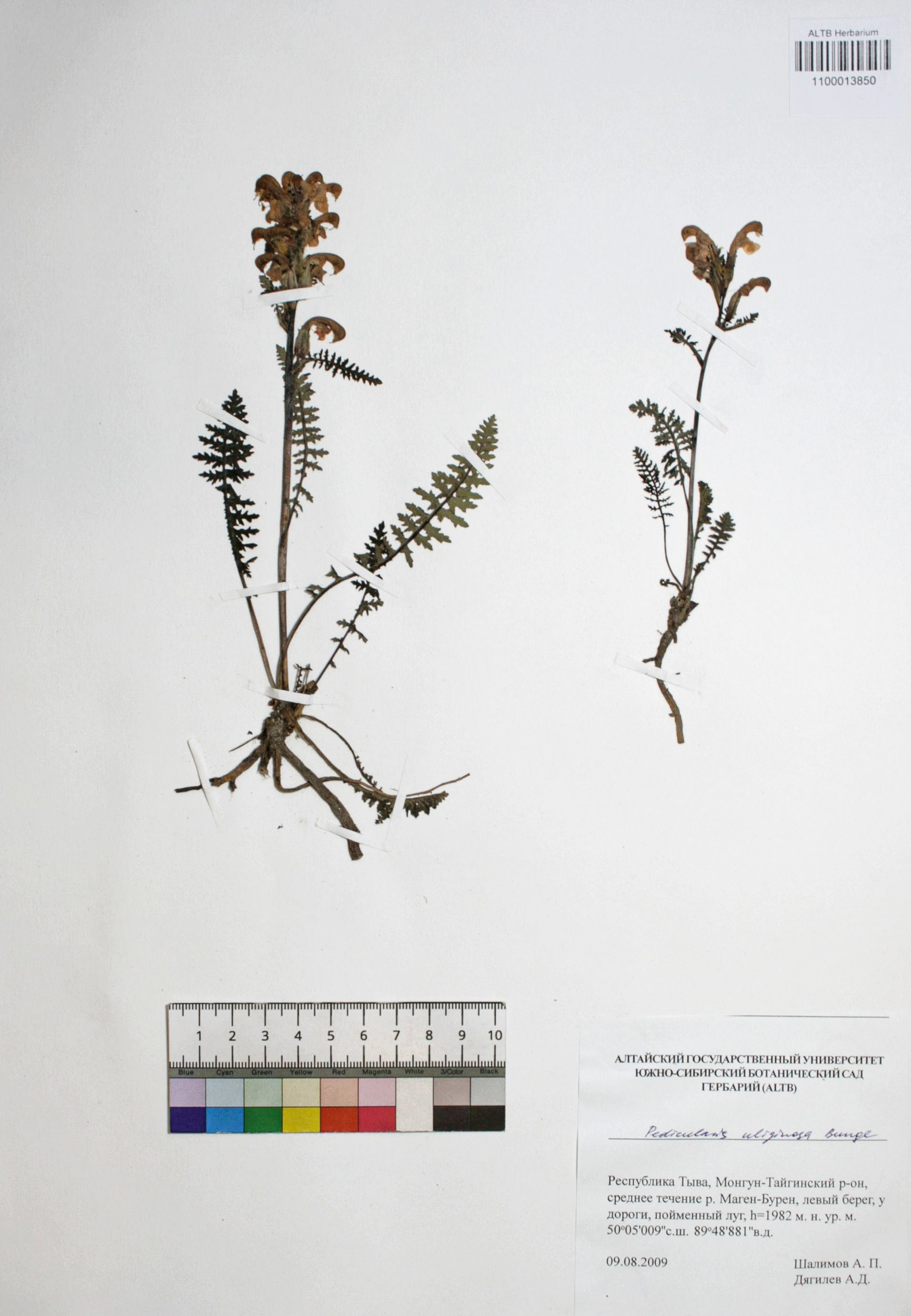 Pedicularis uliginosa Bunge