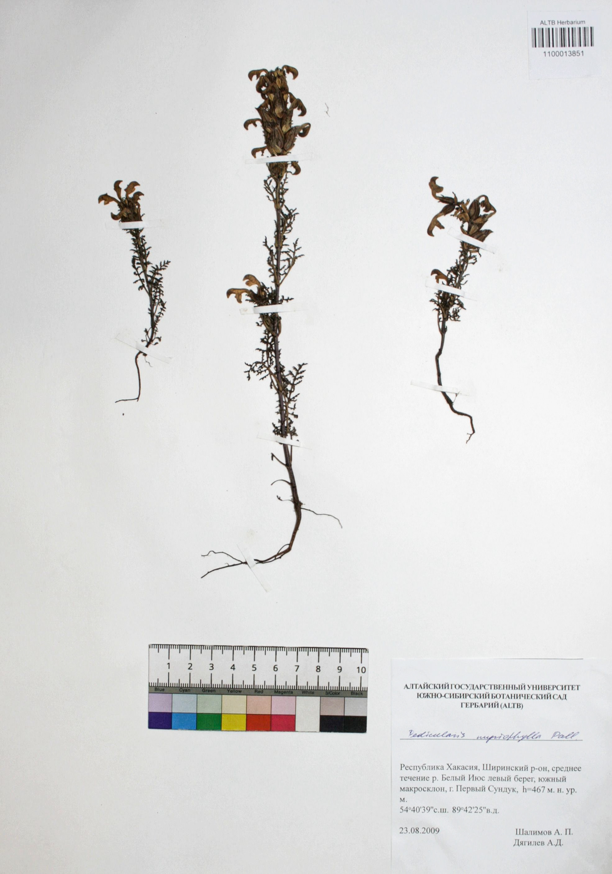 Pedicularis myriophylla Pall.