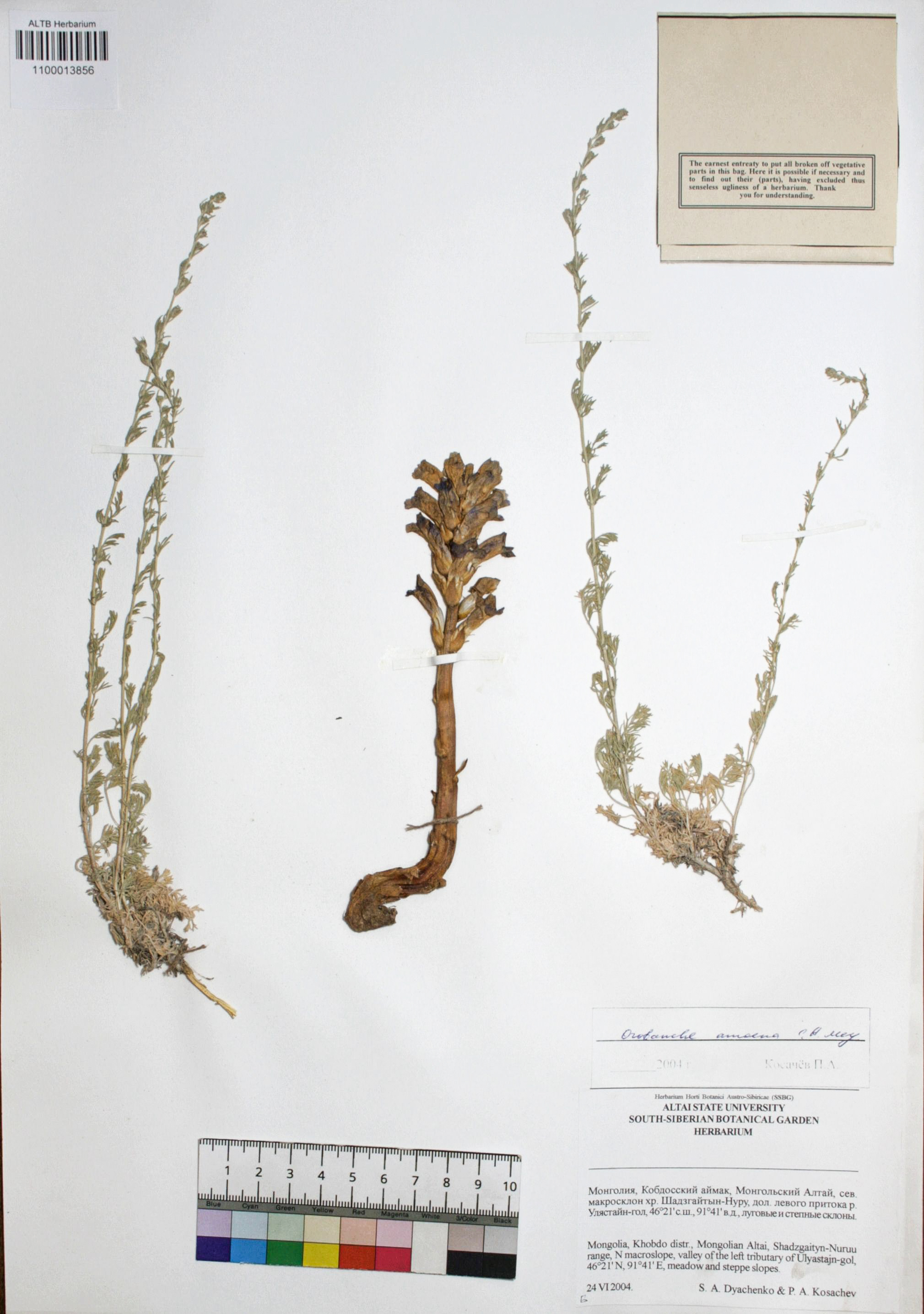 Orobanche amoena C.A. Mey.
