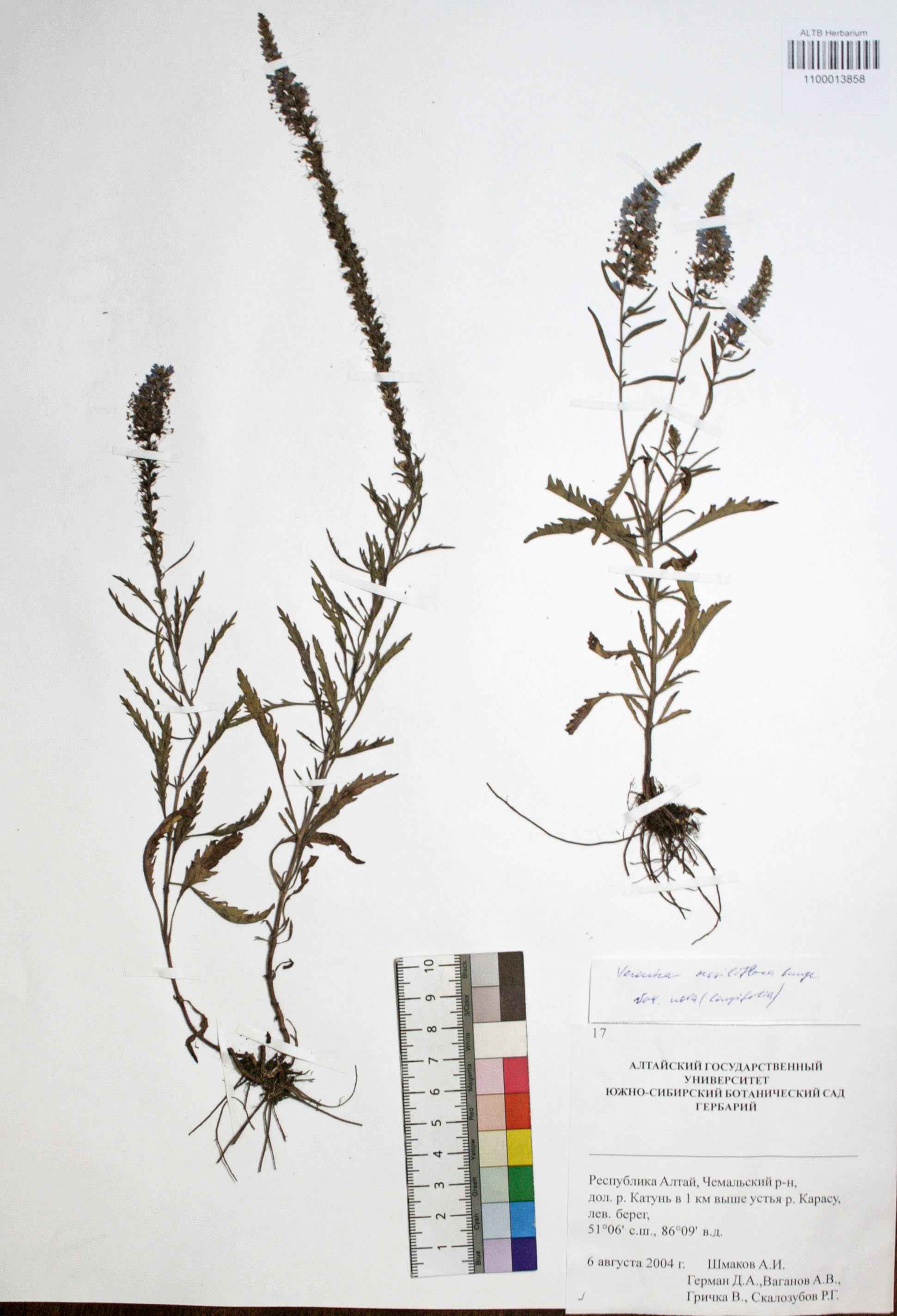 Veronica sessiliflora Bunge