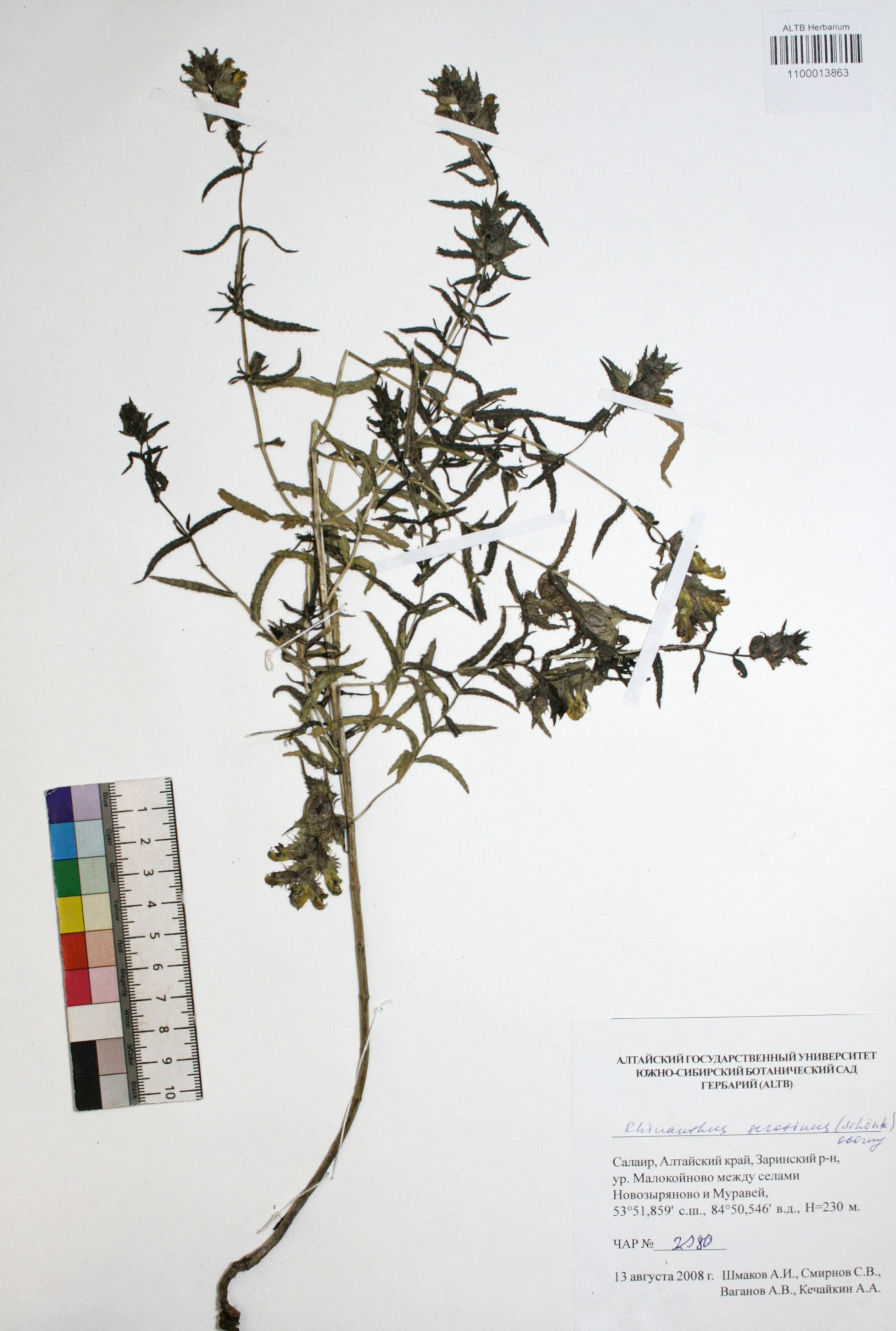 Rhinanthus serotinus (Schonh.) Oborny