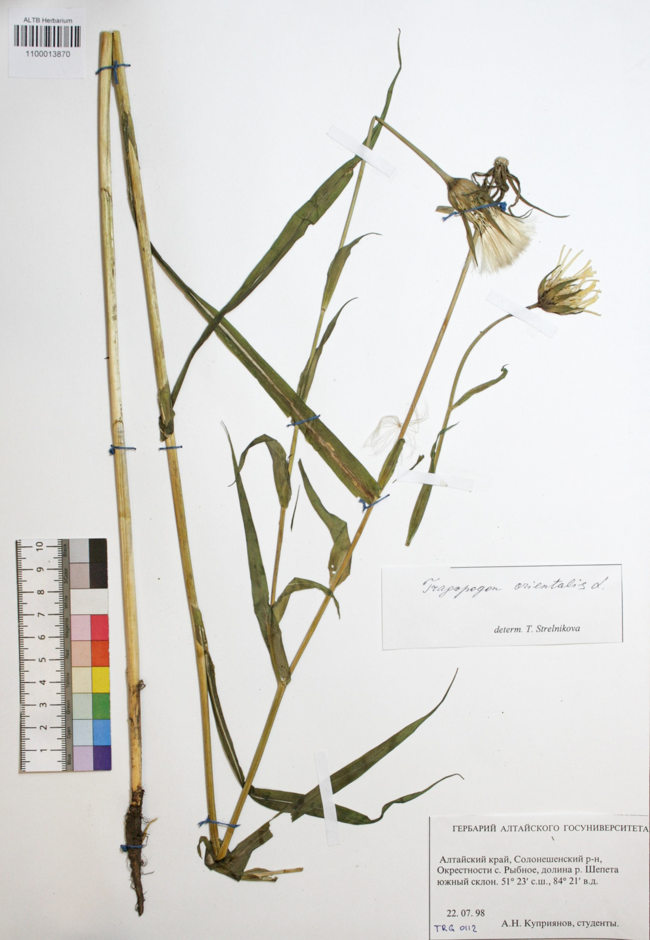 Tragopogon orientalis L.
