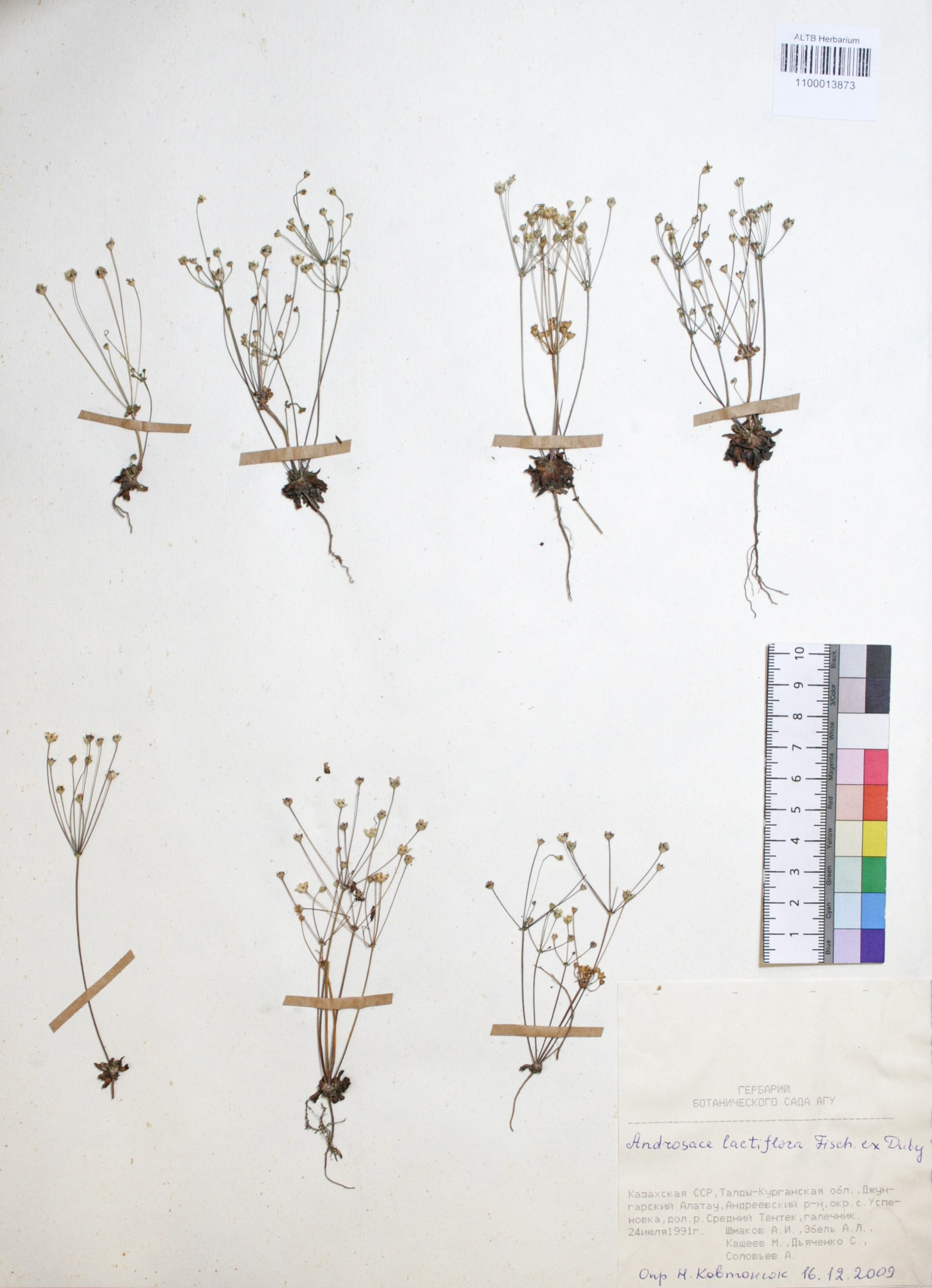 Androsace lactiflora Fisch. ex Willd.