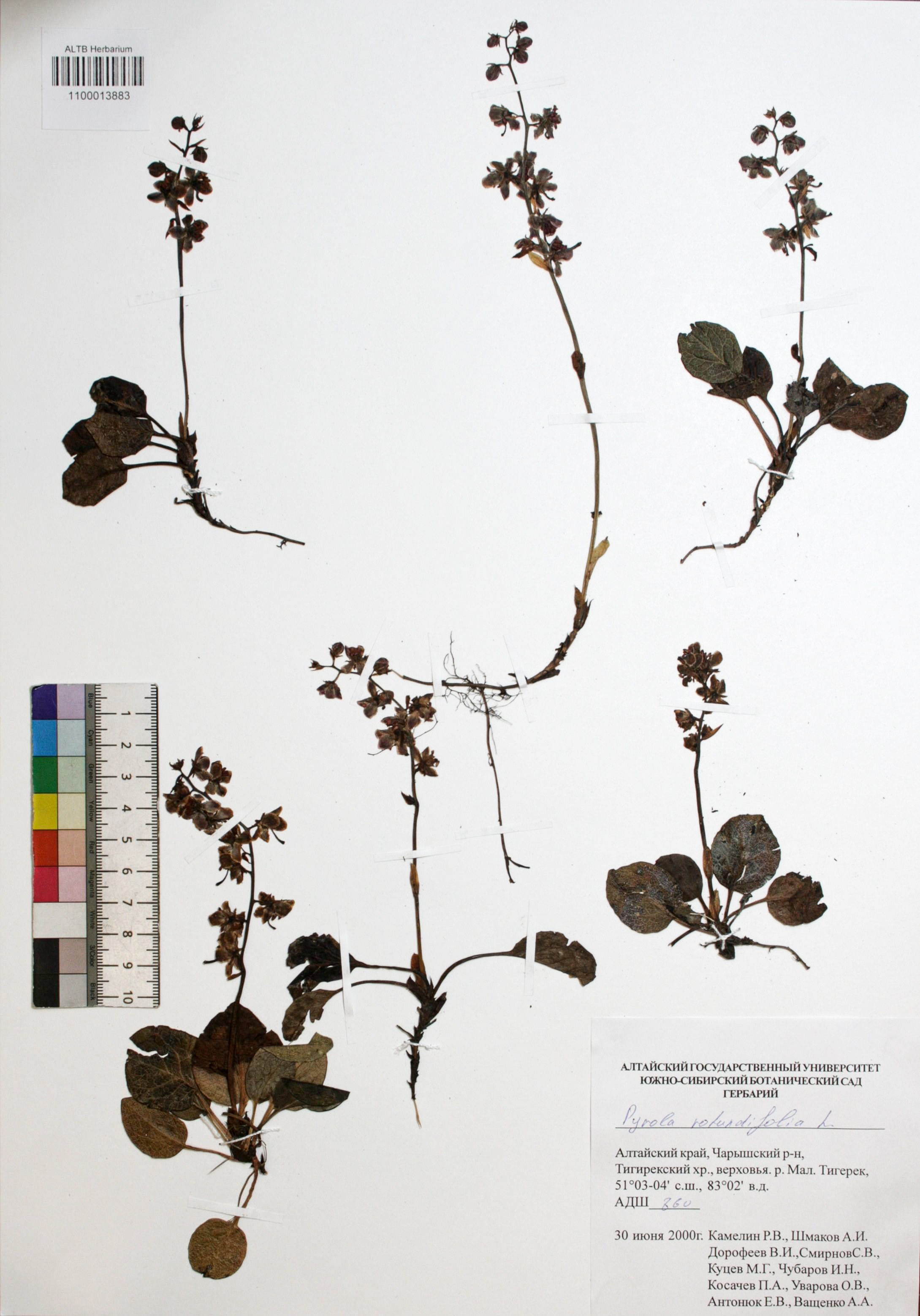 Pyrola rotundifolia L.