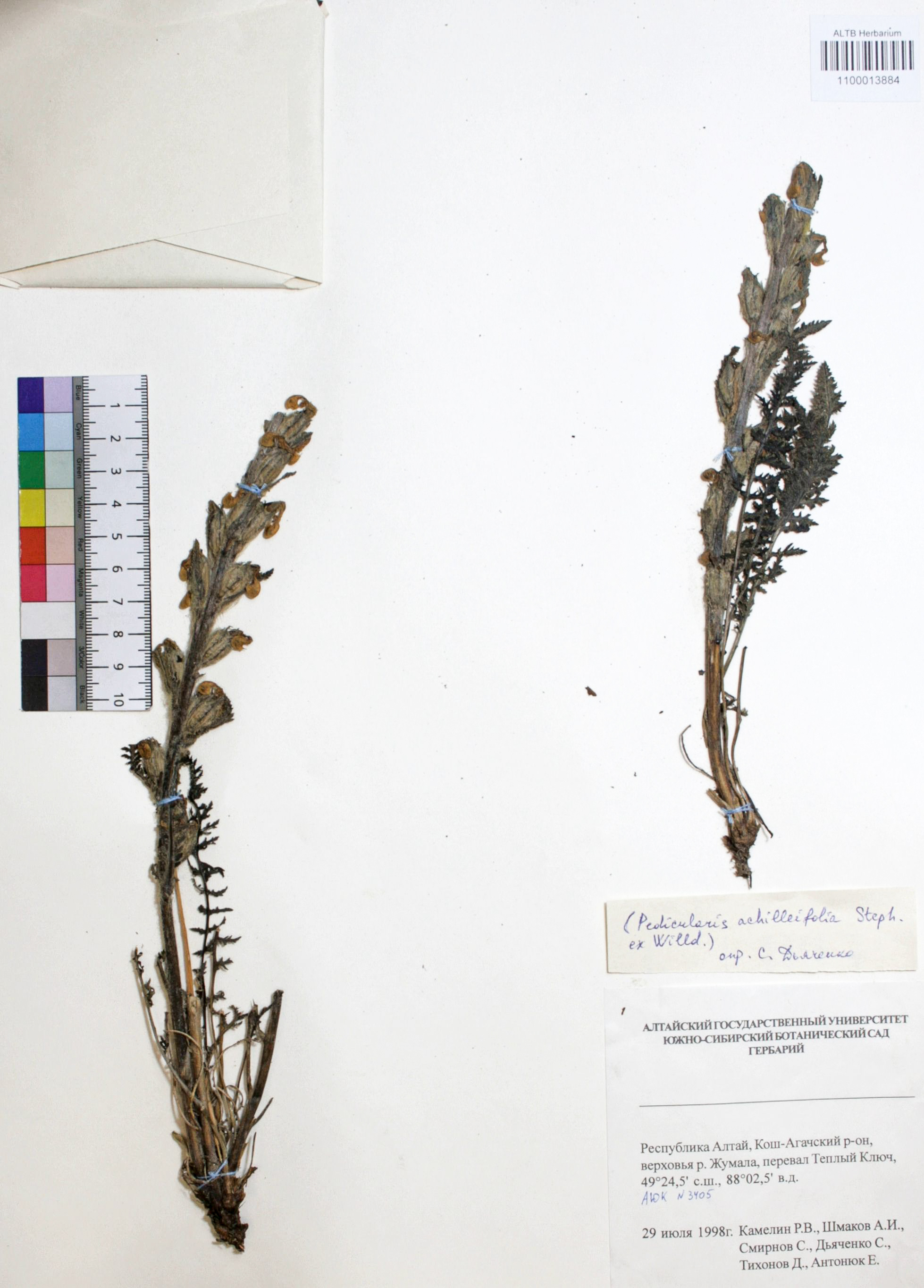 Pedicularis achilleifolia Steph ex. Willd