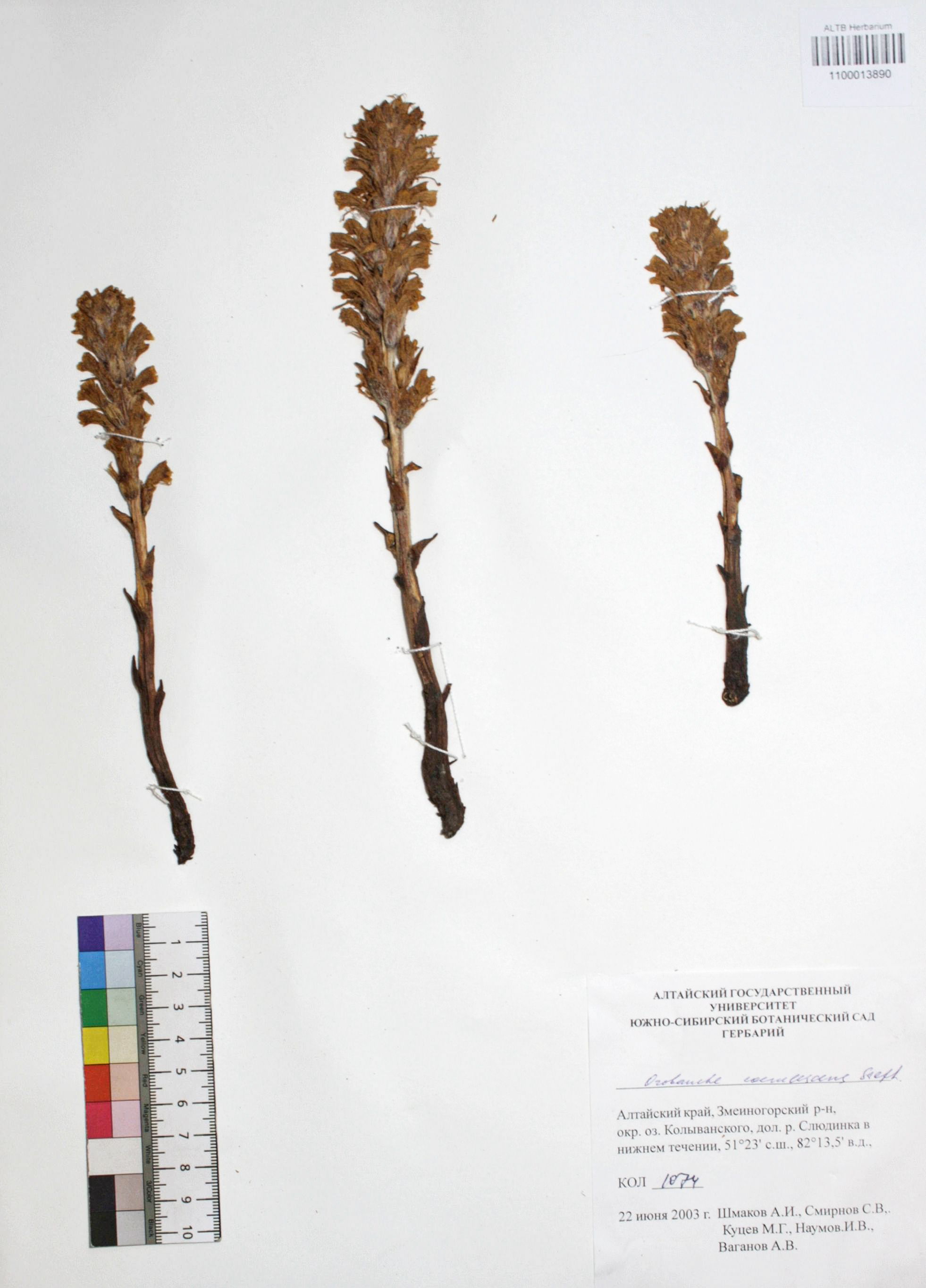 Orobanche coerulescens Stephan ex Willd.