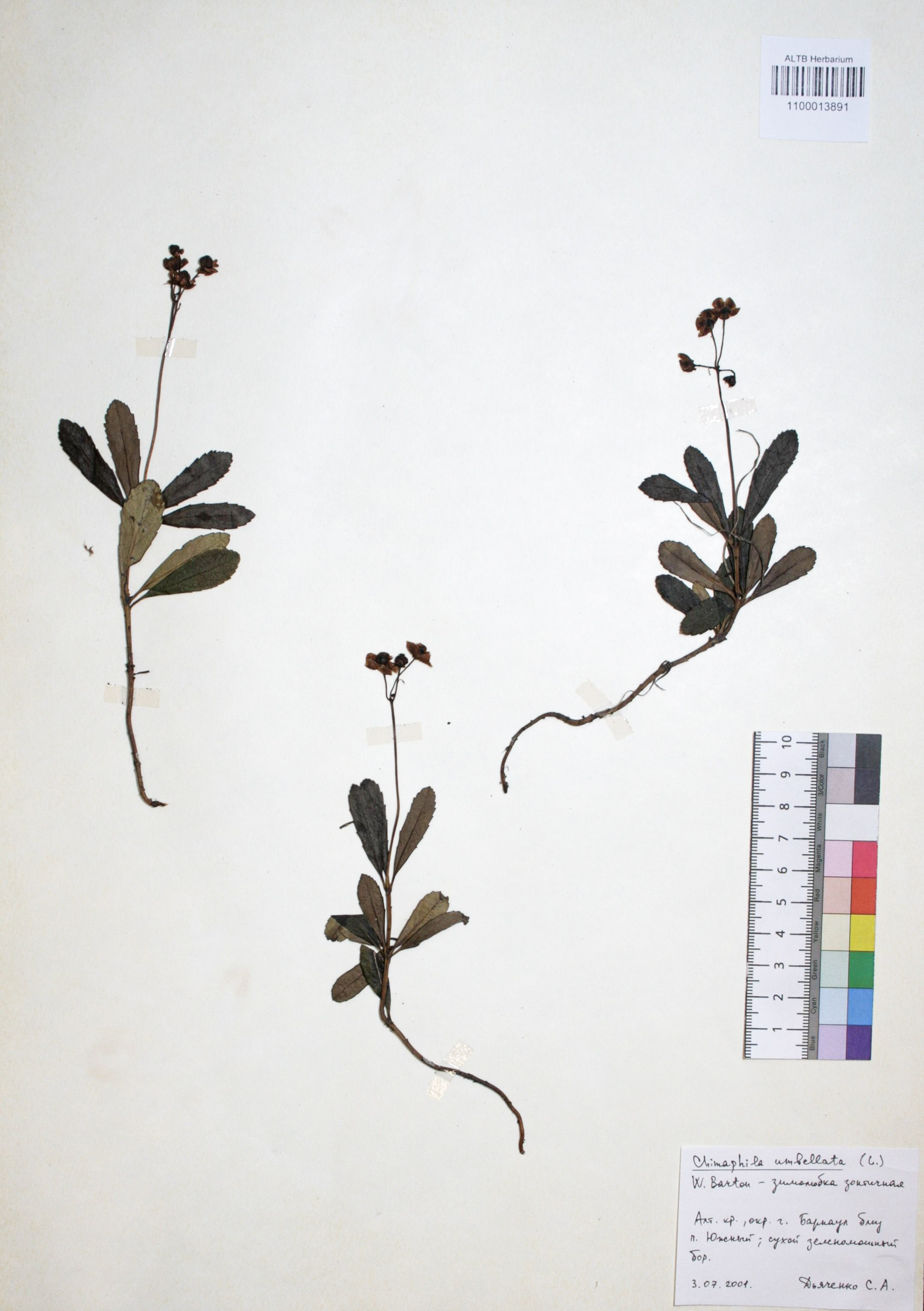 Chimaphila umbellata (L.) W.P.C. Barton