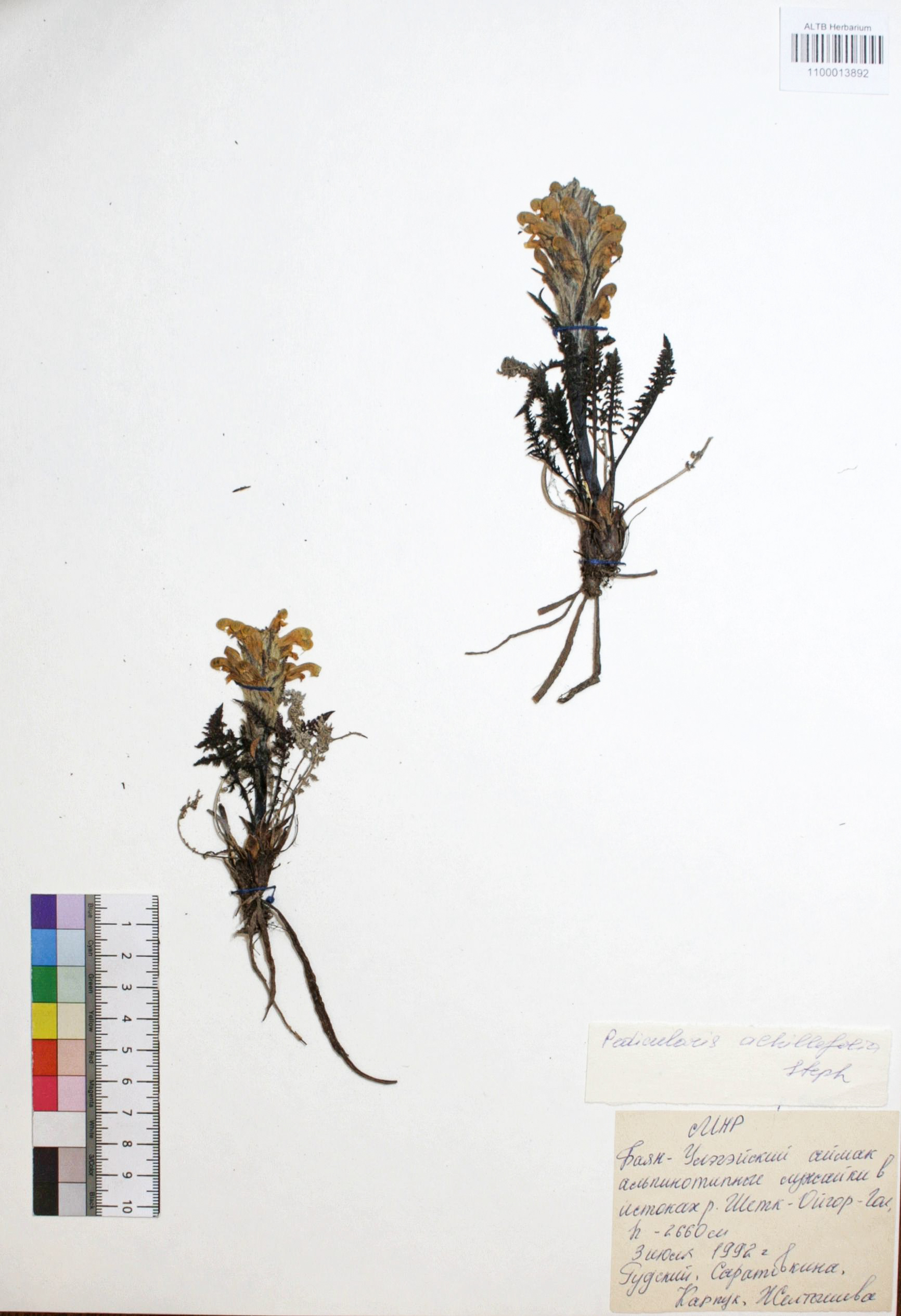 Pedicularis achilleifolia Steph ex. Willd