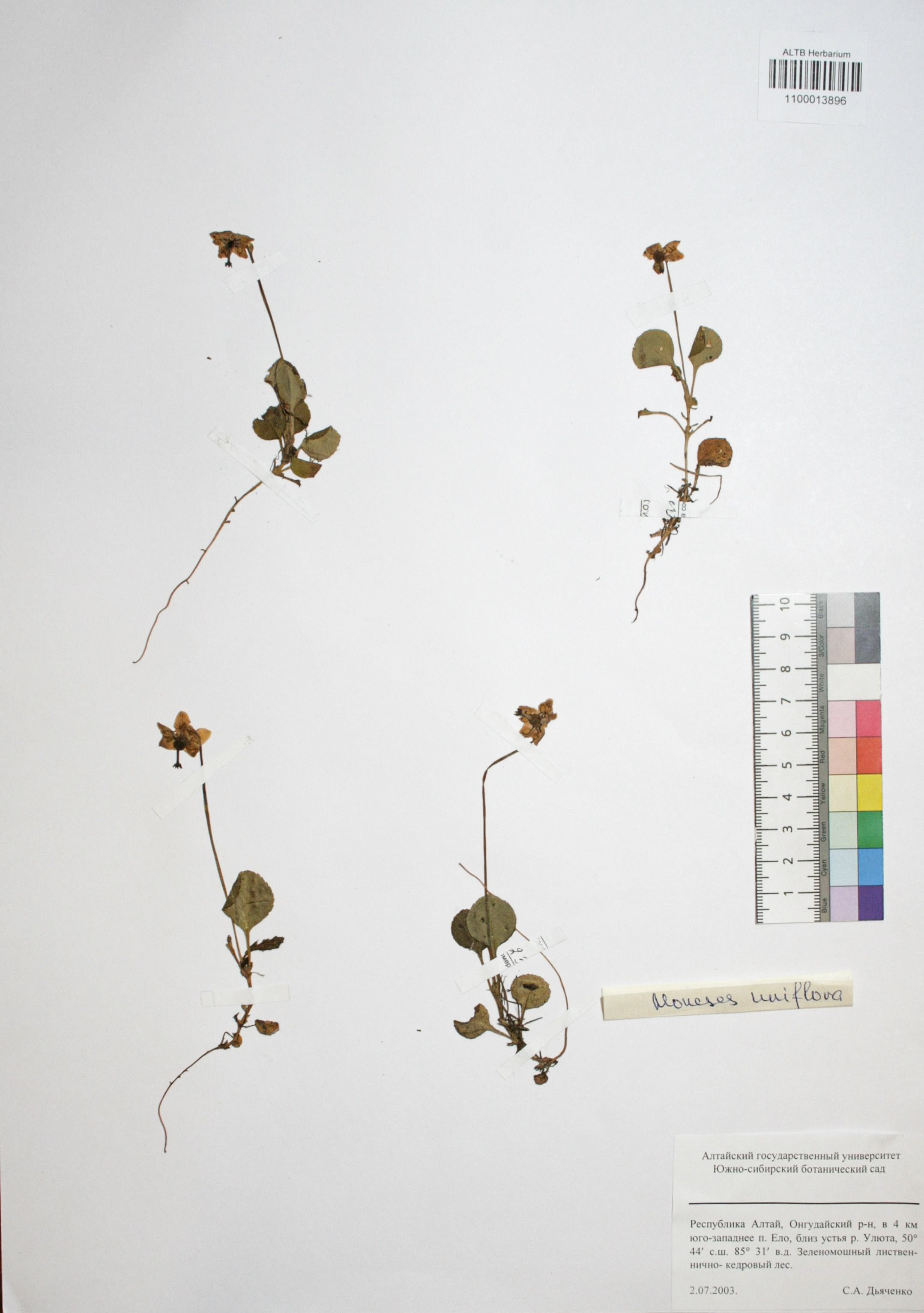 Moneses uniflora (L.) A. Gray