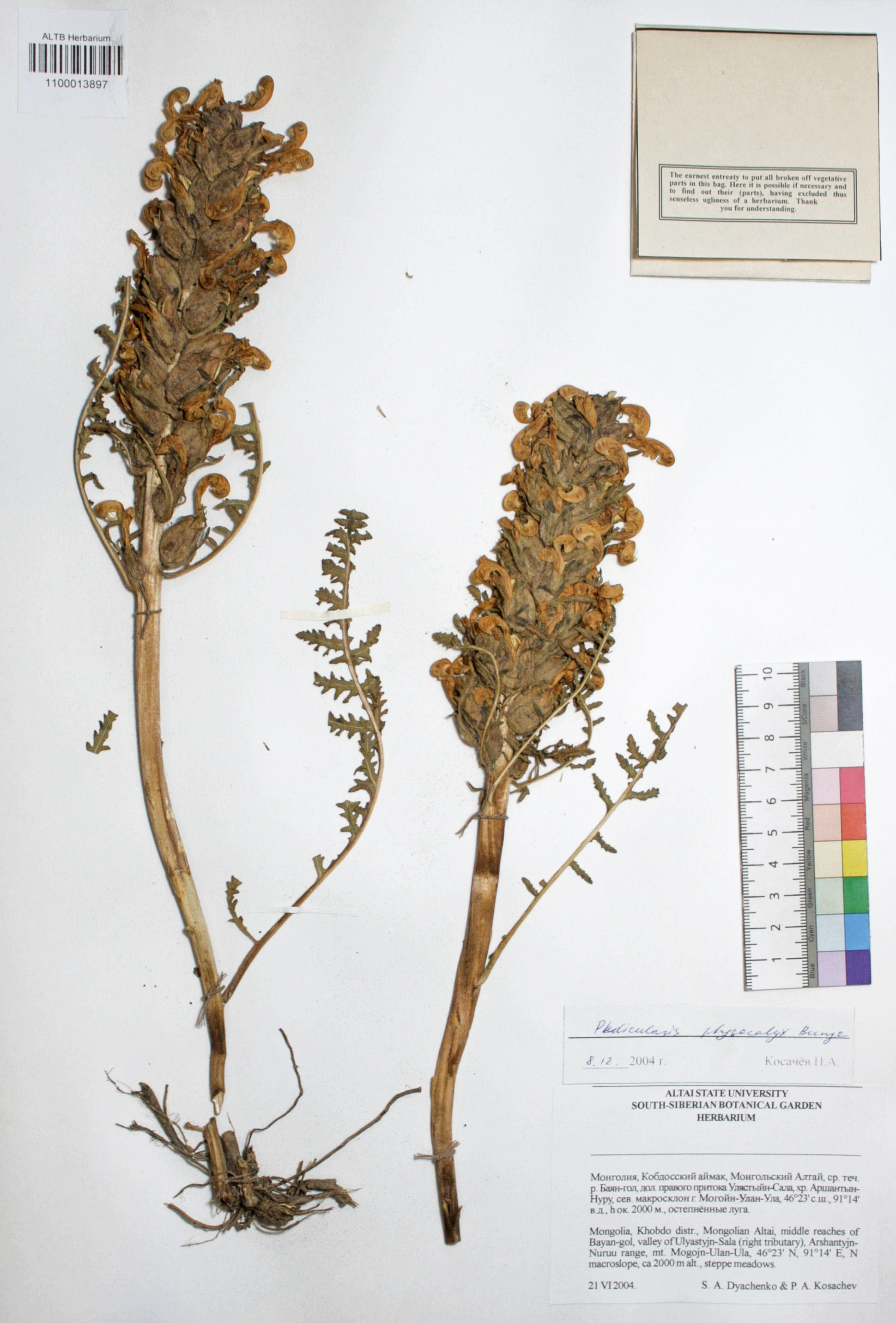 Pedicularis physocalyx Bunge
