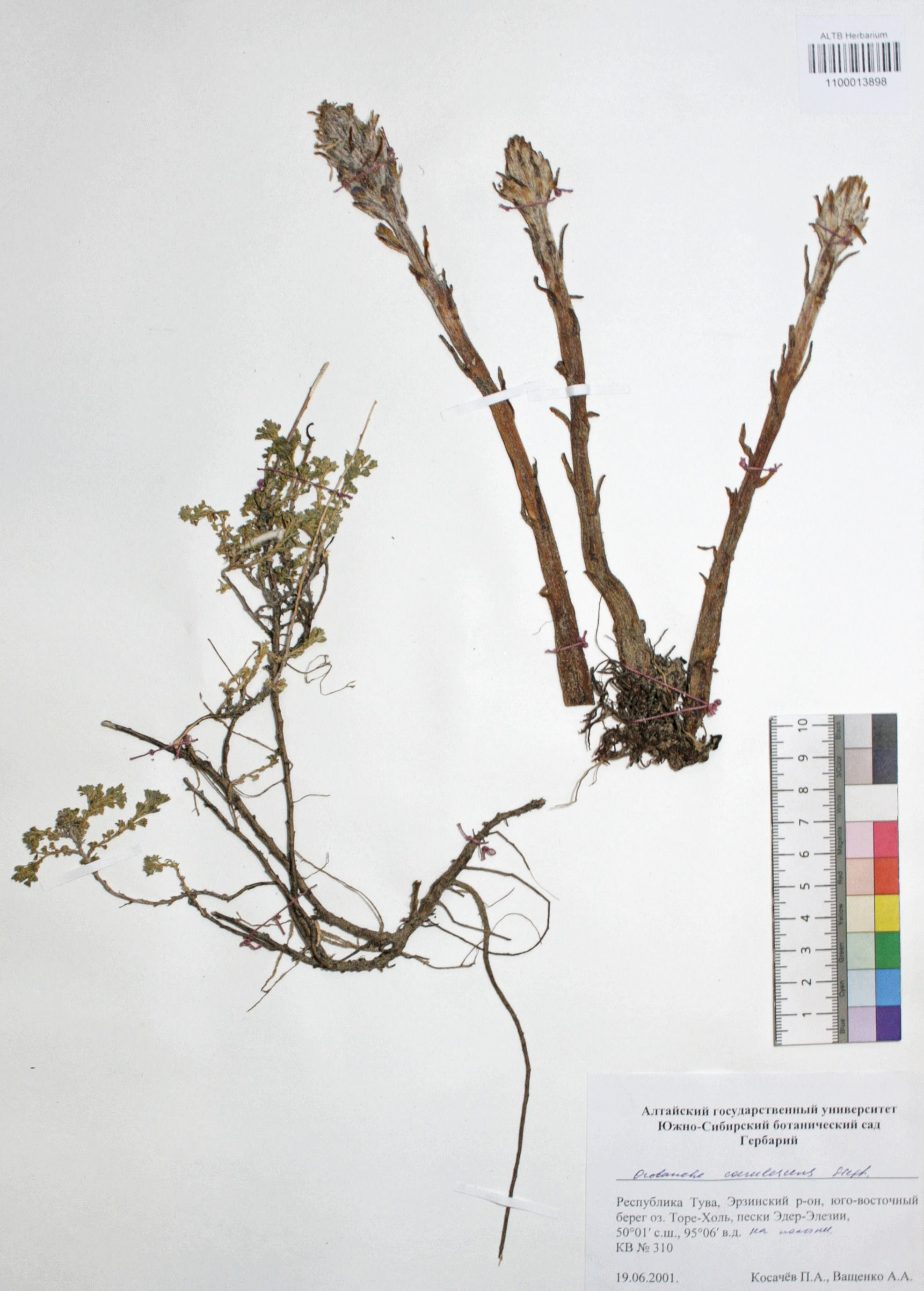 Orobanche coerulescens Stephan ex Willd.