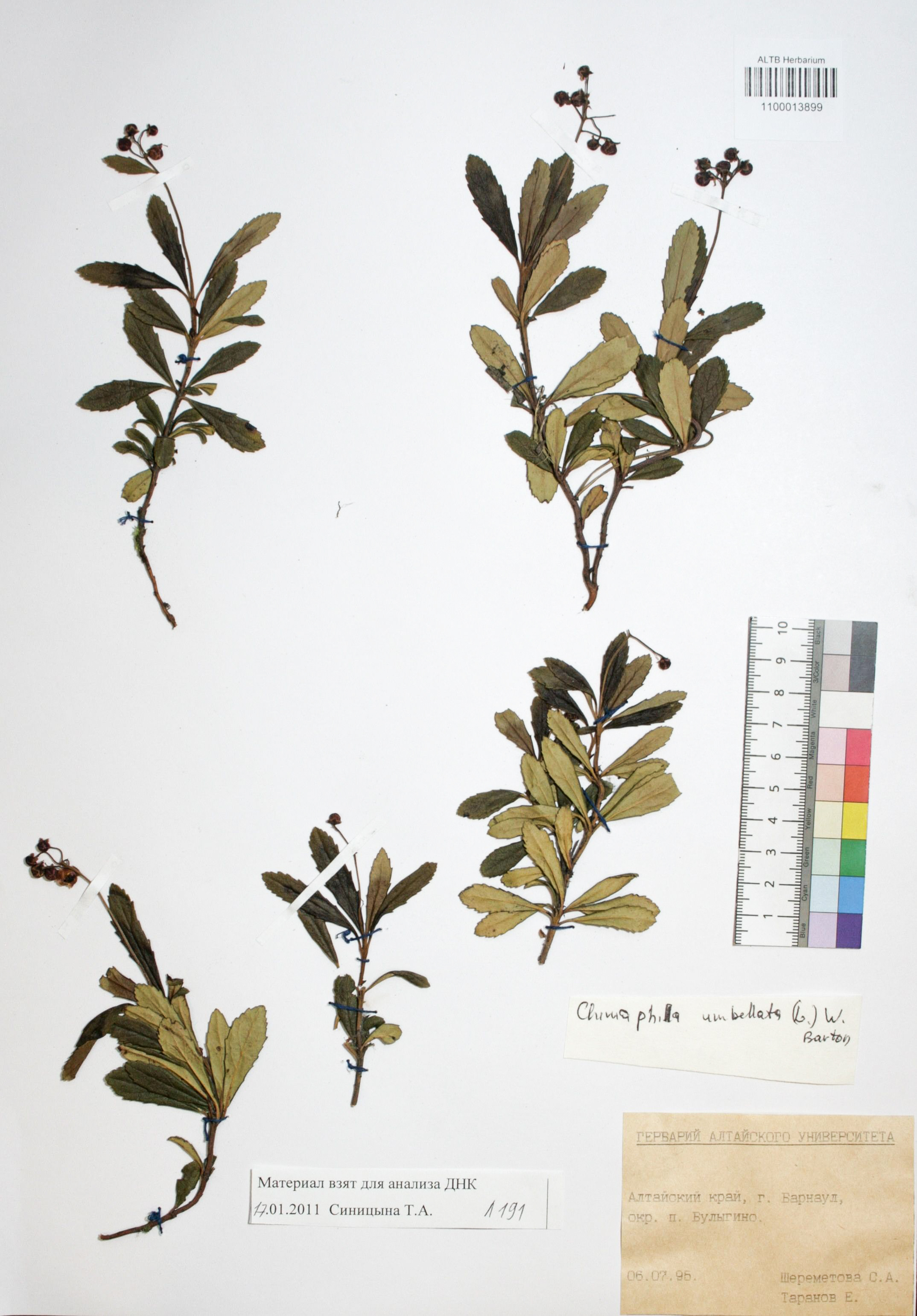 Chimaphila umbellata (L.) W.P.C. Barton