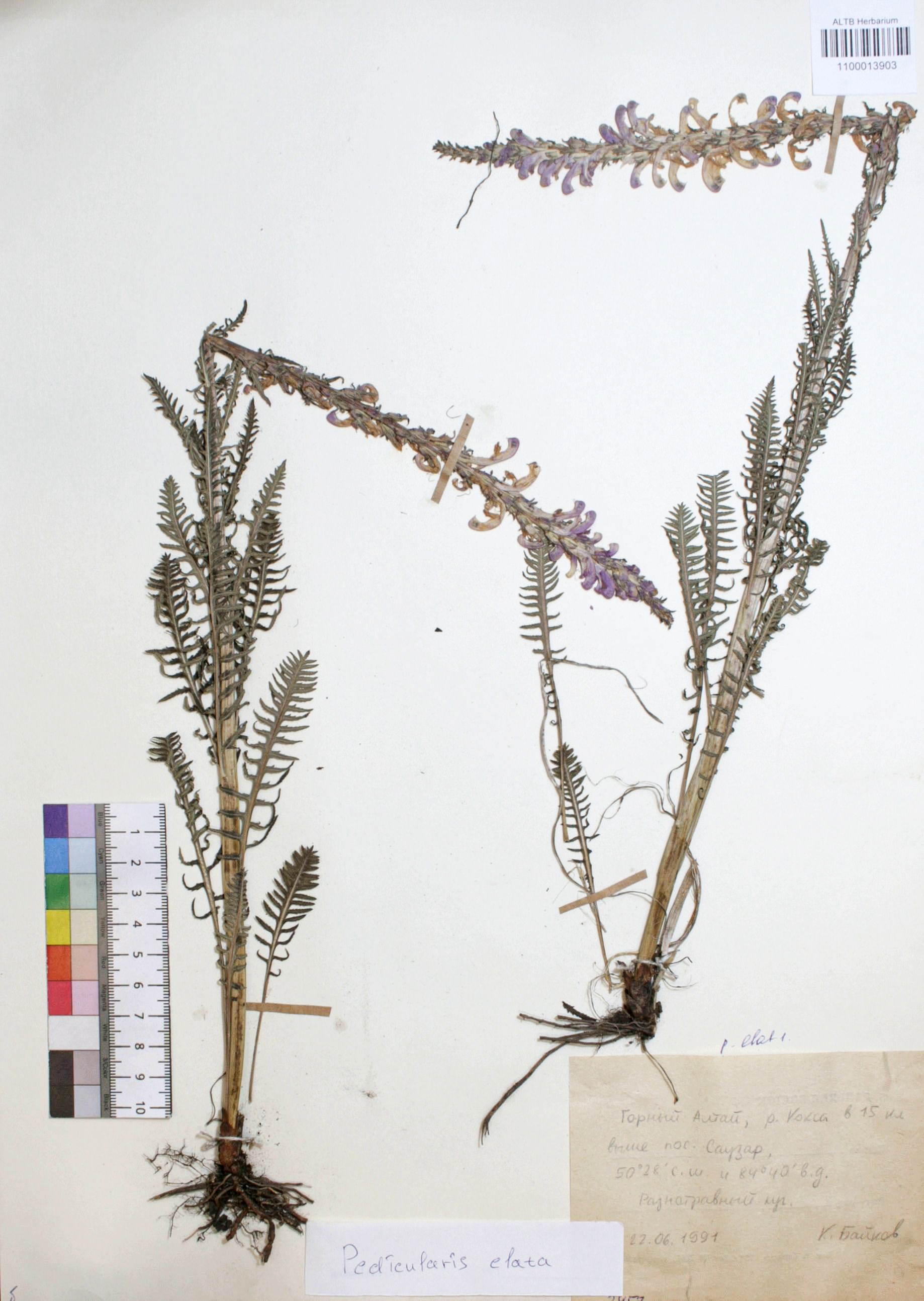 Pedicularis elata Willd