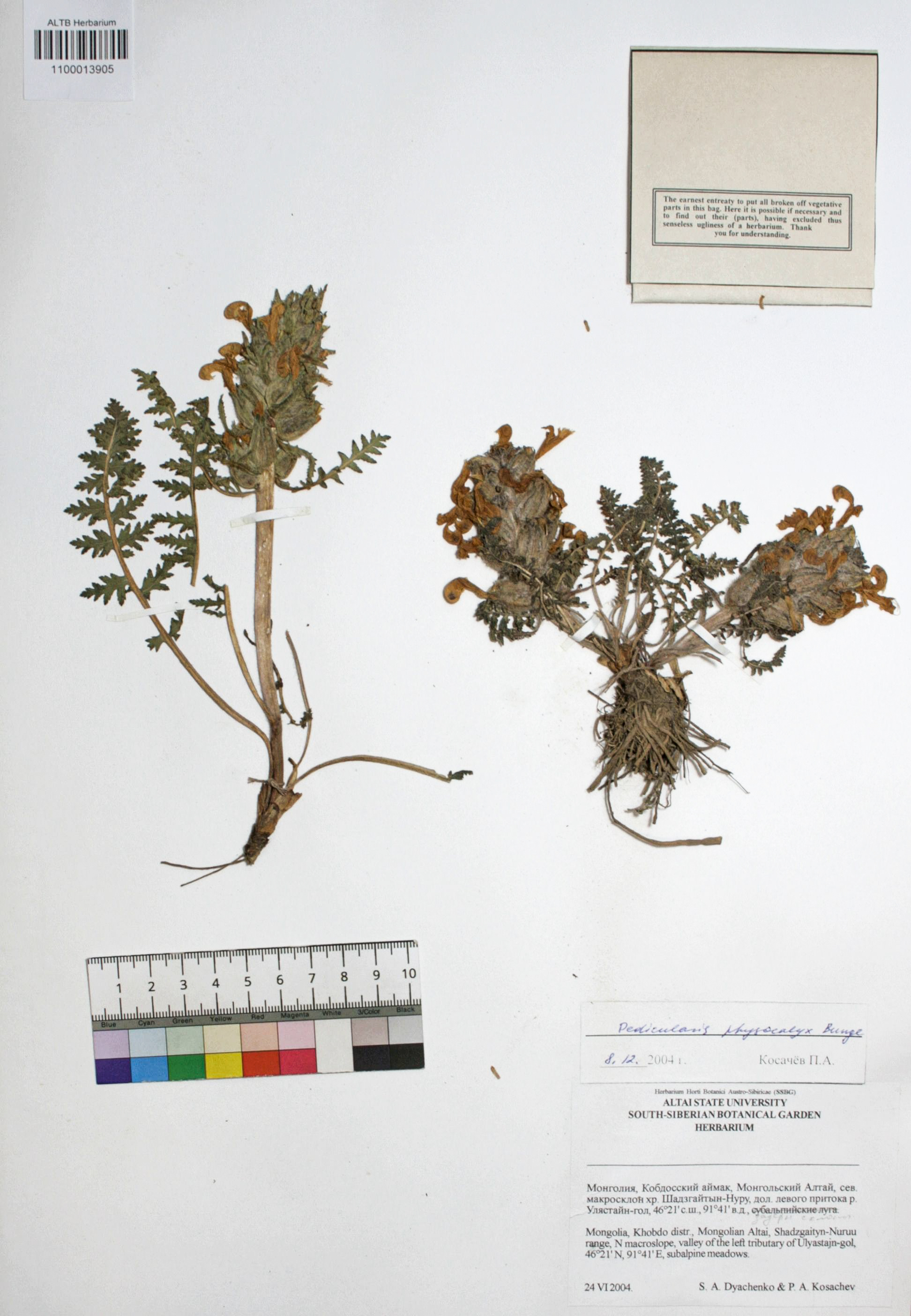 Pedicularis physocalyx Bunge