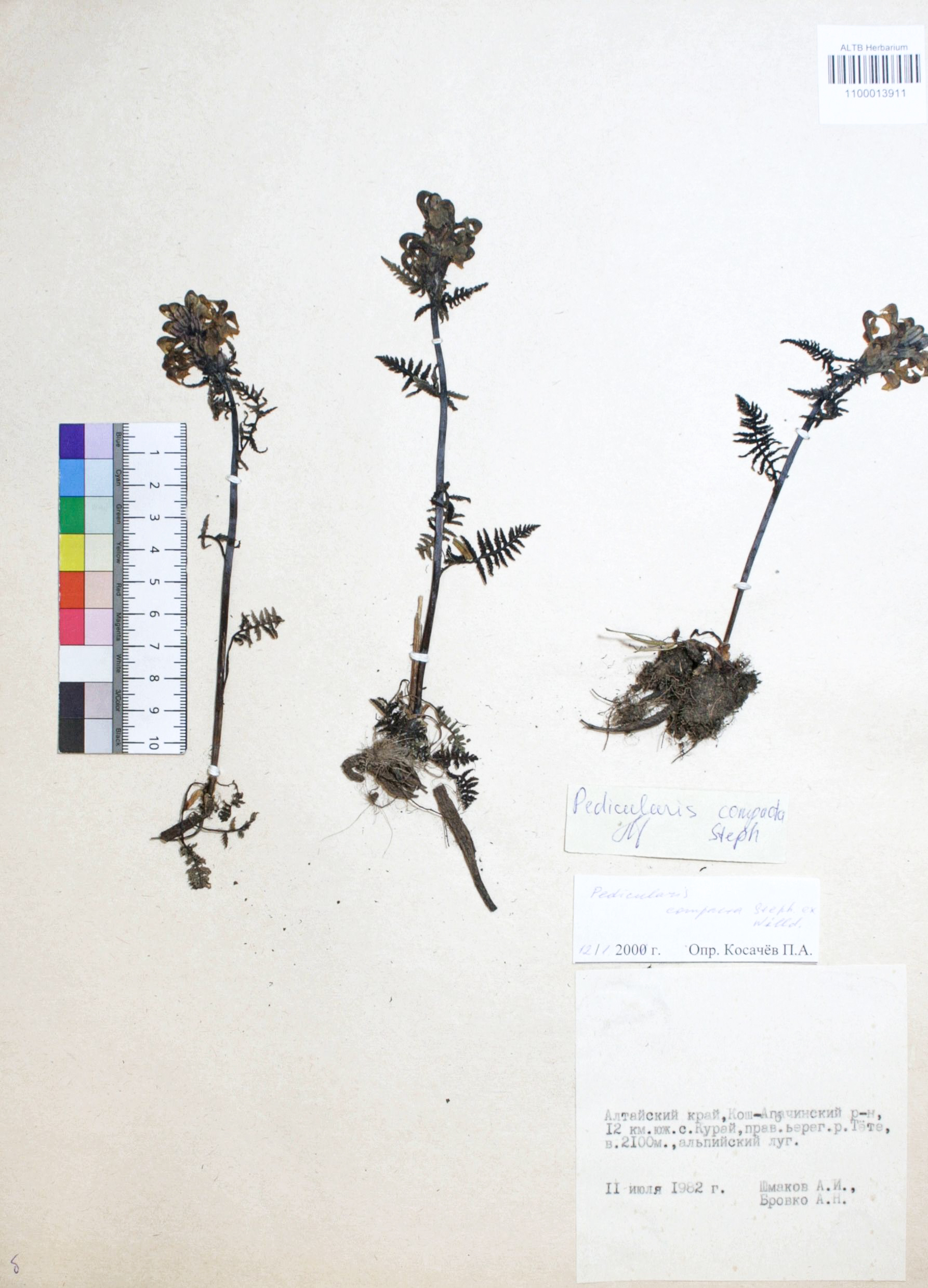 Pedicularis compacta Stephan