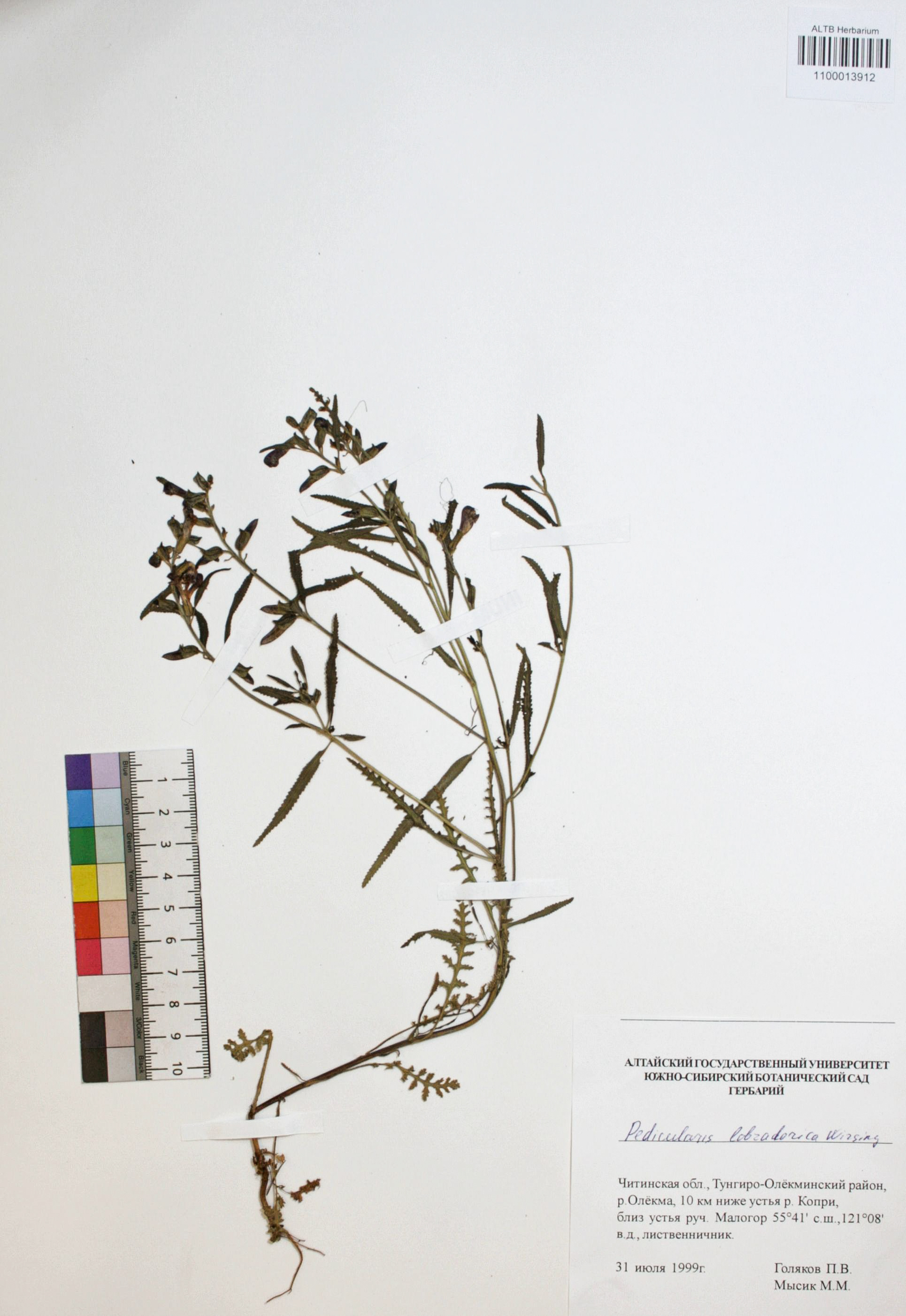 Pedicularis labradorica Wirsing