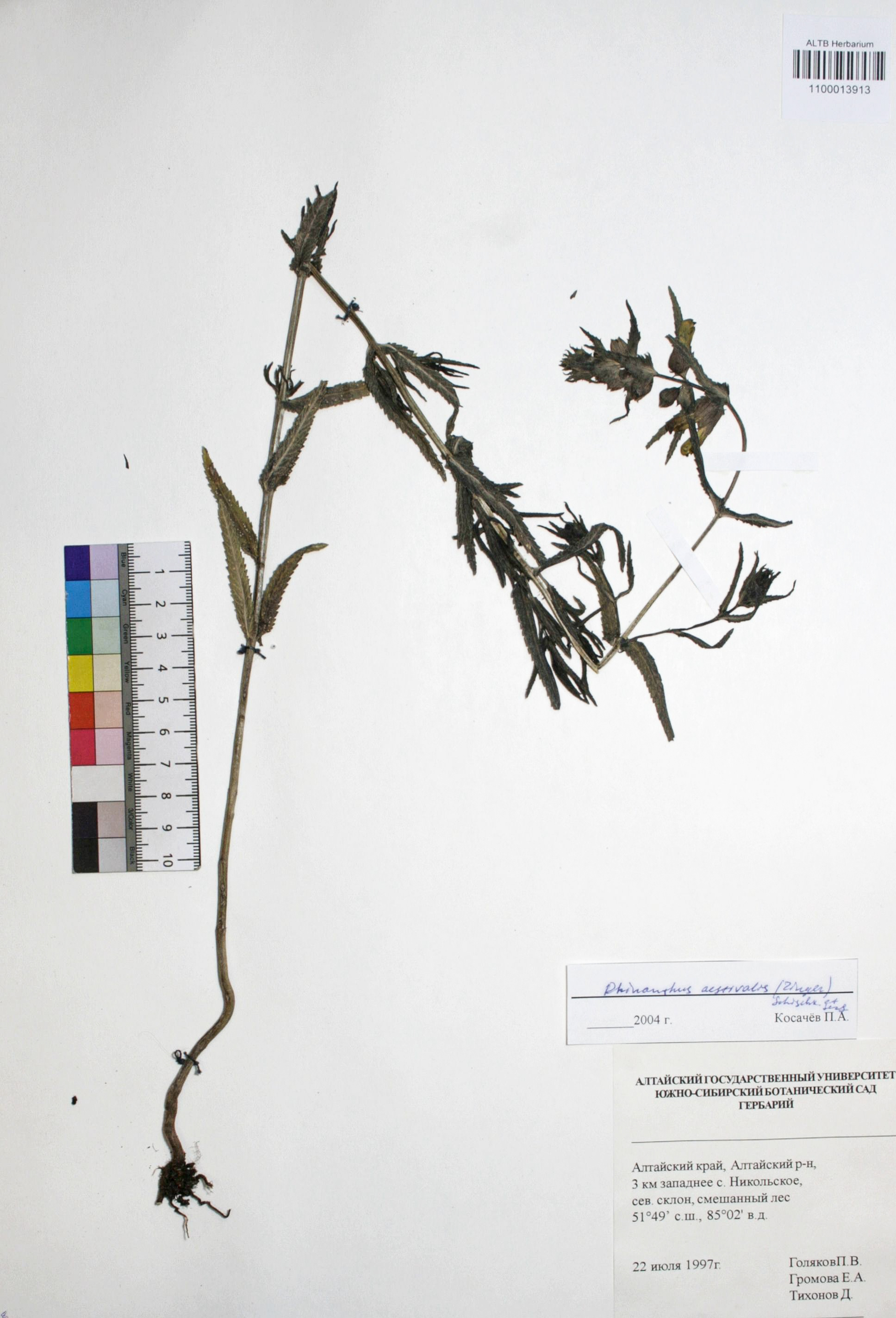 Rhinanthus aestivalis (N.W. Zinger) Schischk. & Serg.