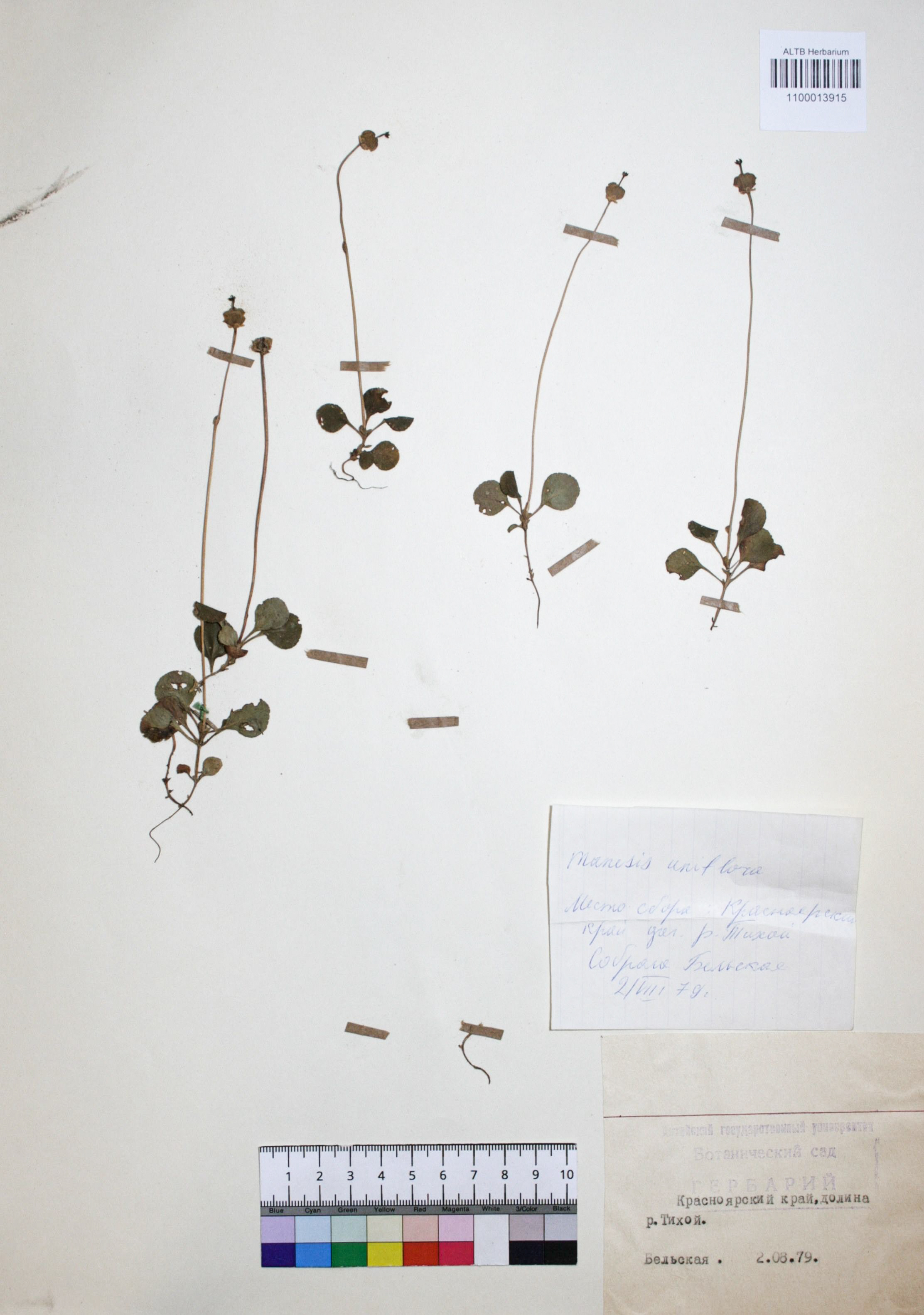 Moneses uniflora (L.) A. Gray