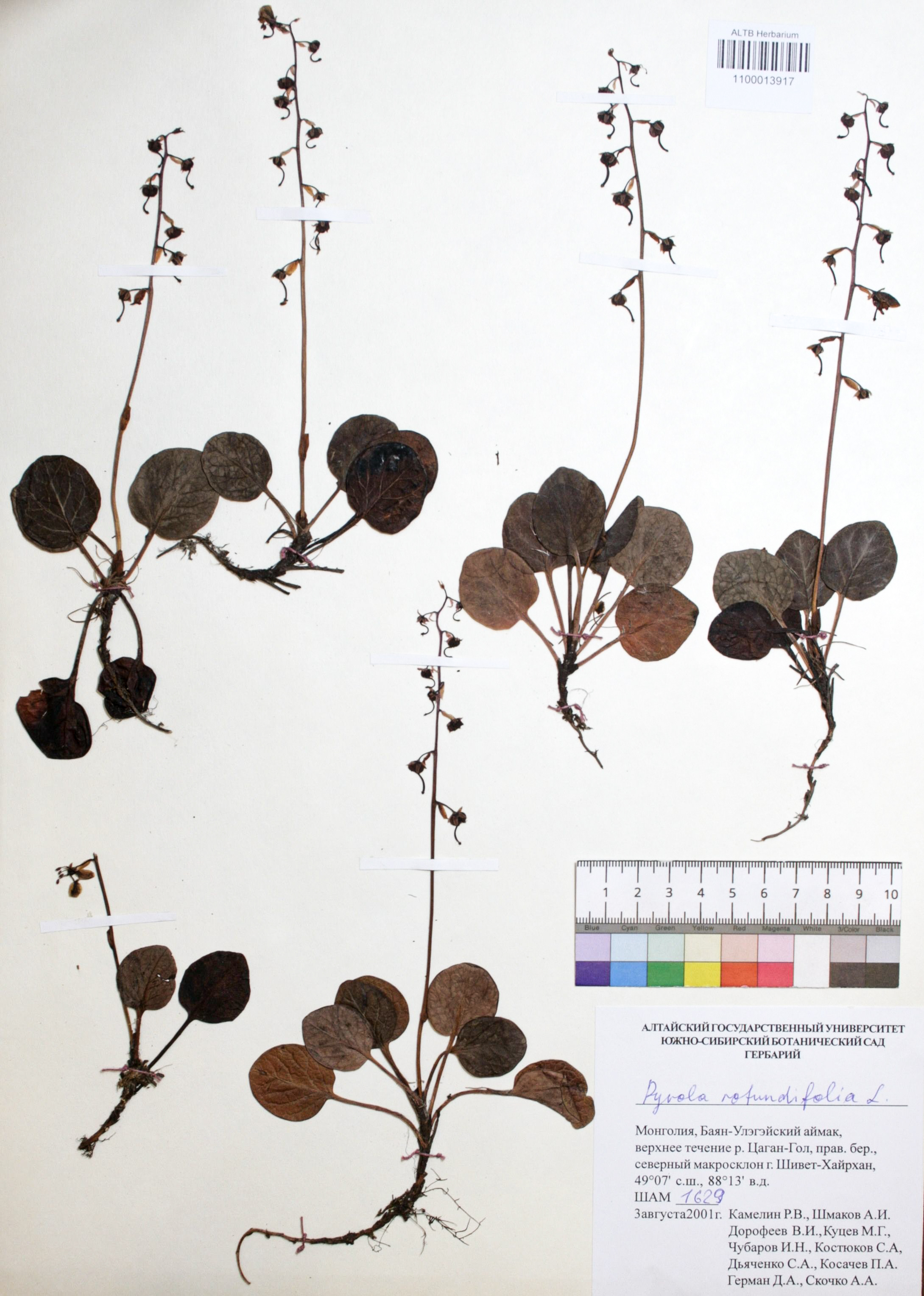 Pyrola rotundifolia L.