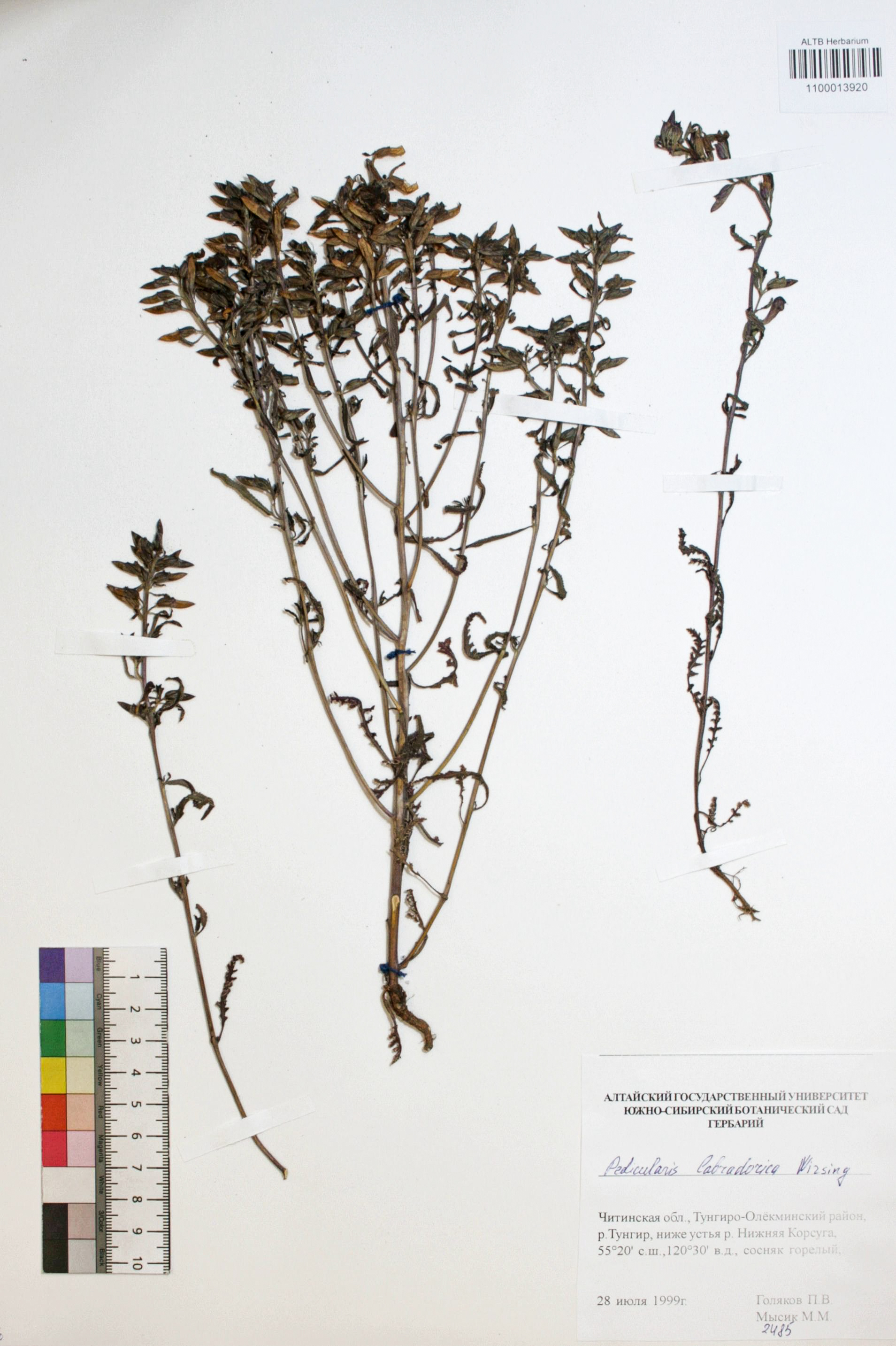 Pedicularis labradorica Wirsing