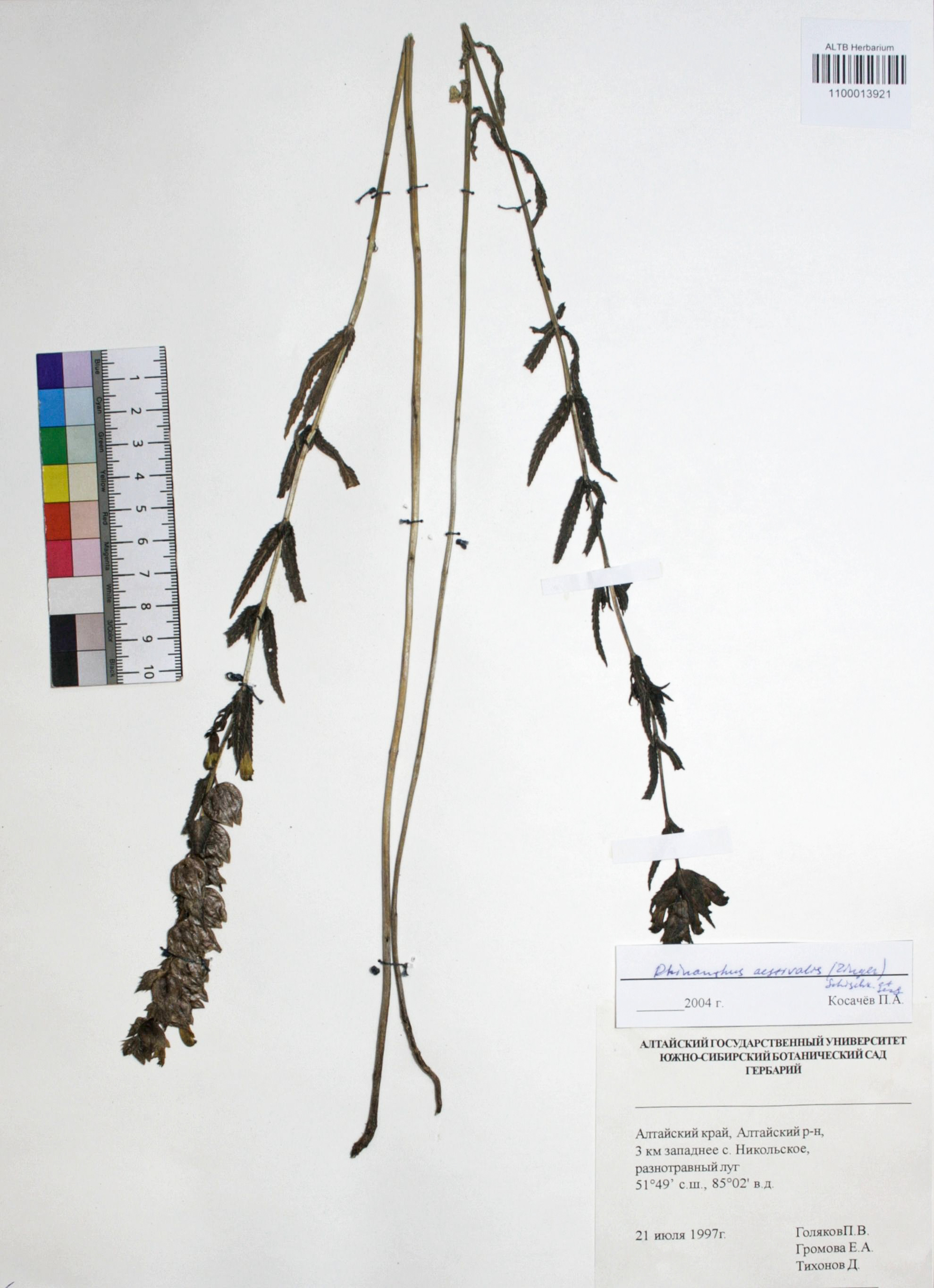 Rhinanthus aestivalis (N.W. Zinger) Schischk. & Serg.