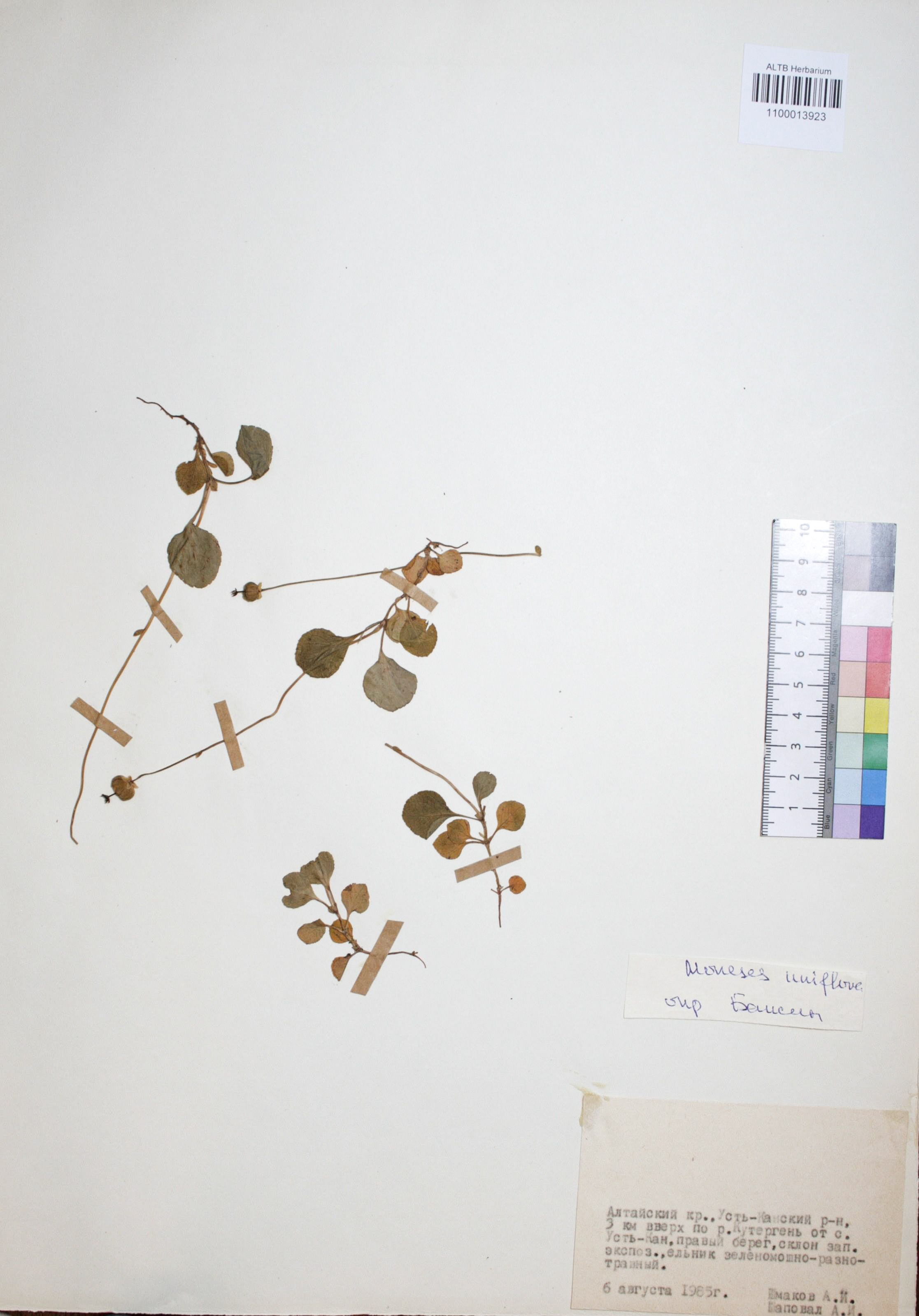 Moneses uniflora (L.) A. Gray