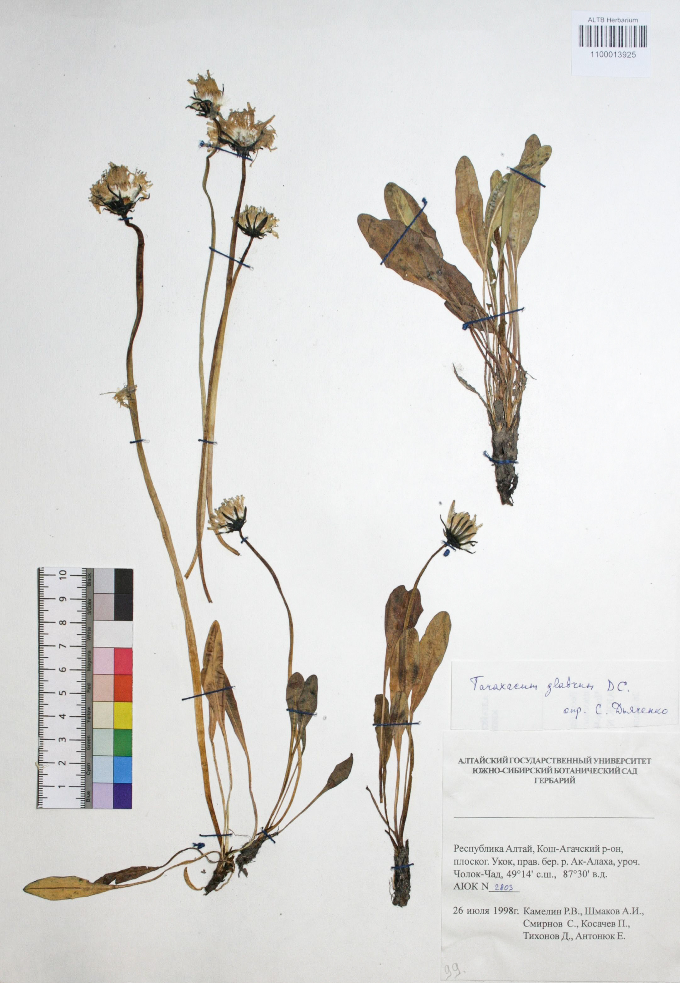 Taraxacum glabrum DC.