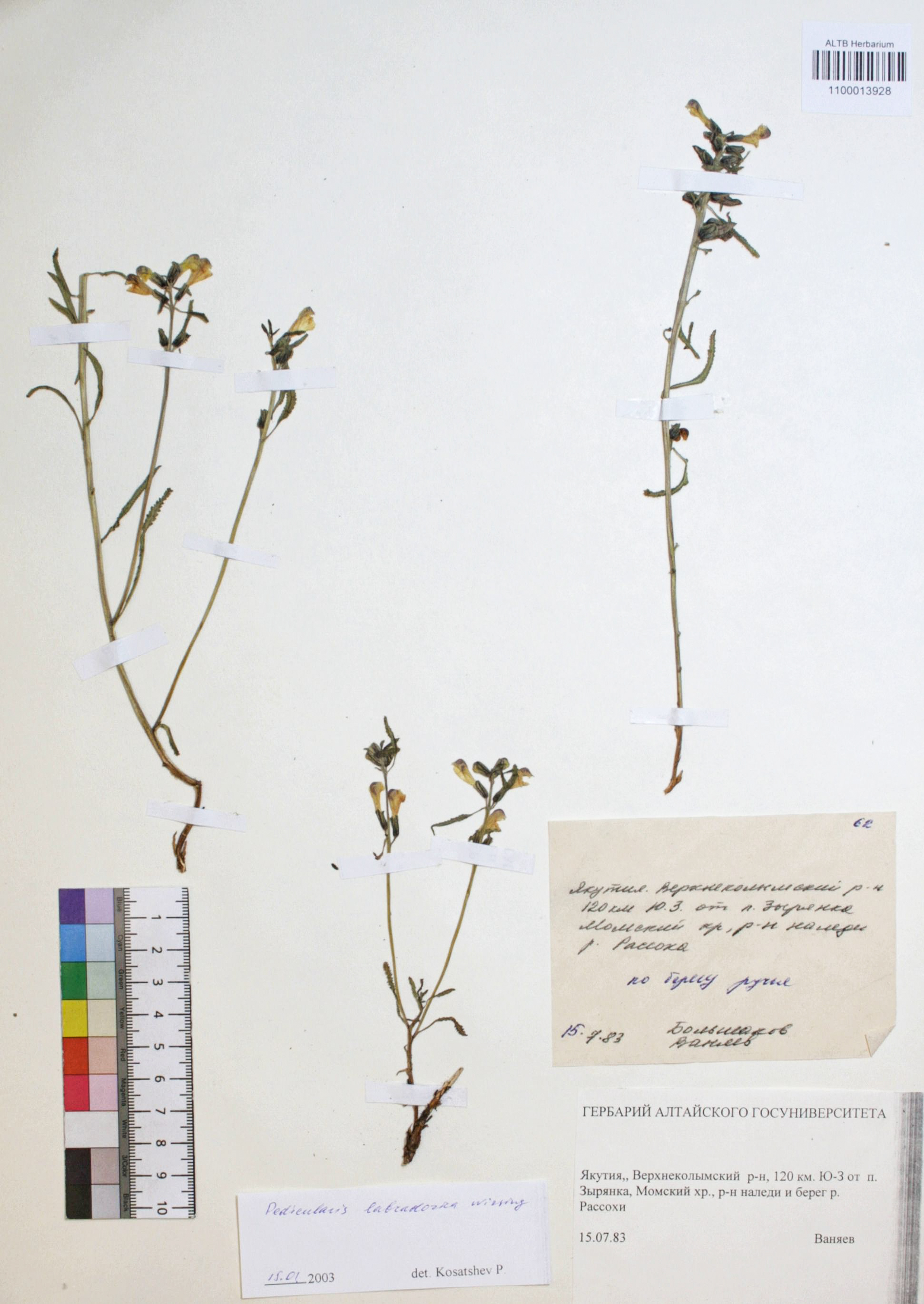 Pedicularis labradorica Wirsing