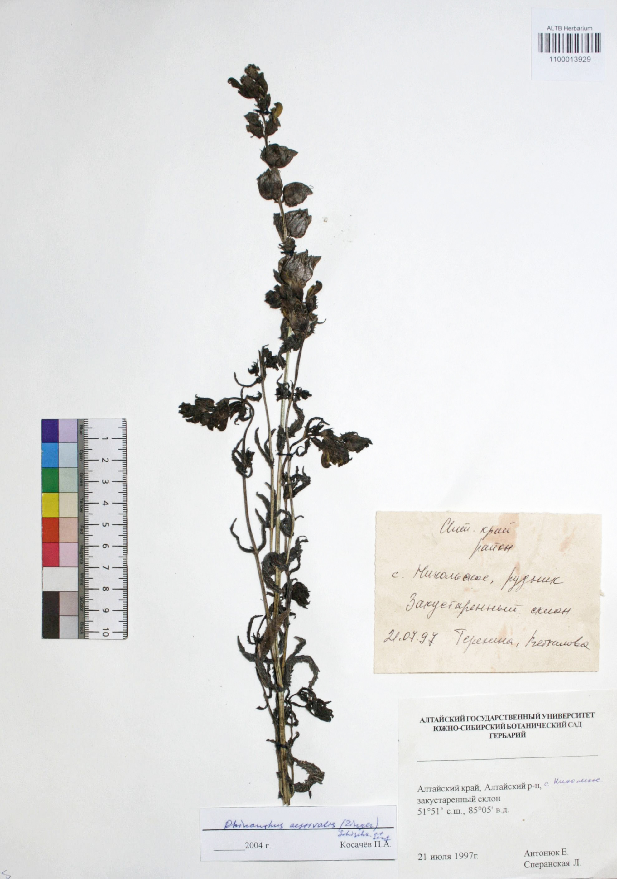 Rhinanthus aestivalis (N.W. Zinger) Schischk. & Serg.