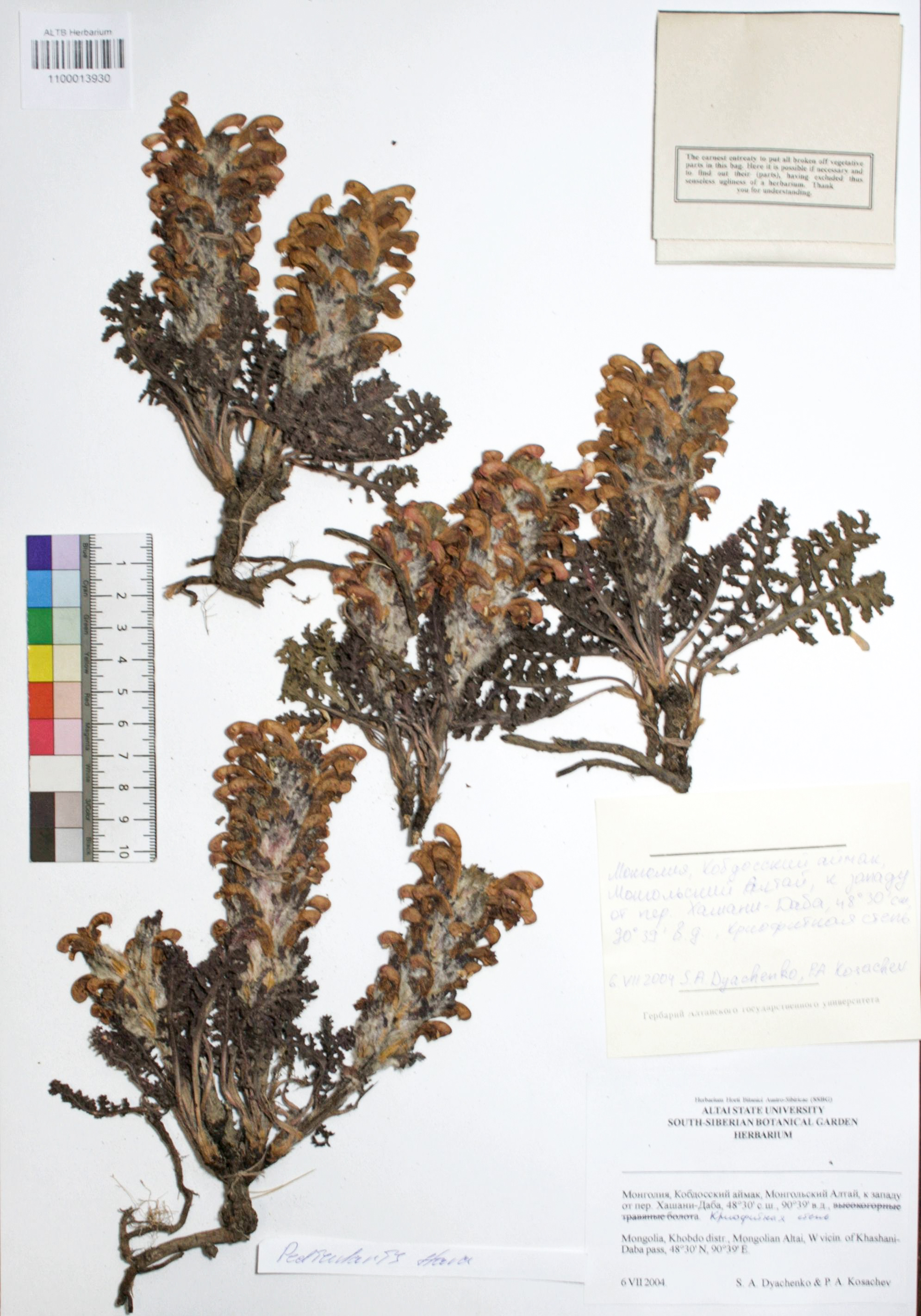 Pedicularis flava Pall.