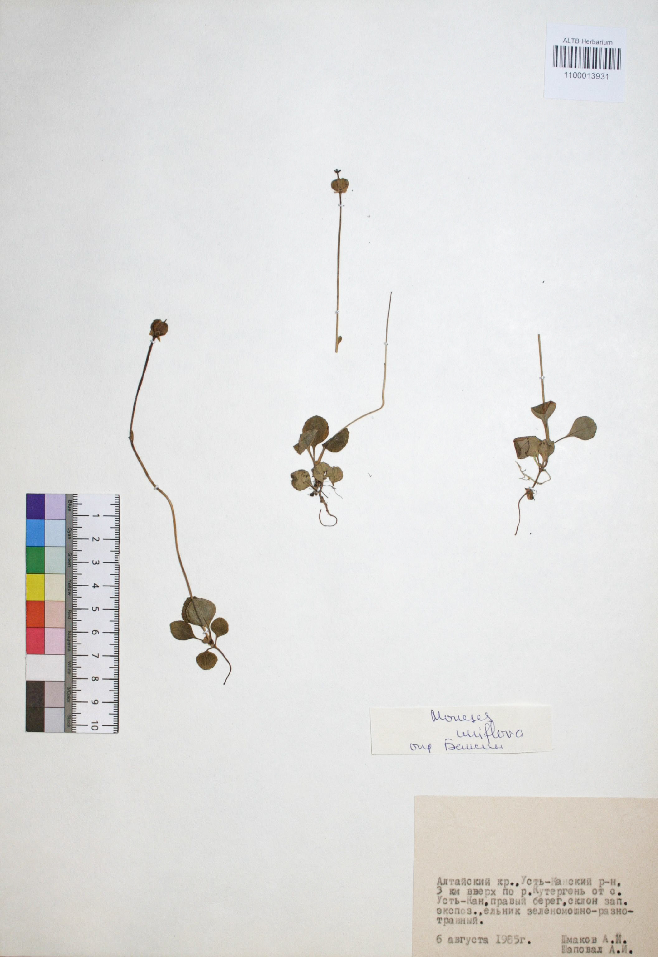 Moneses uniflora (L.) A. Gray