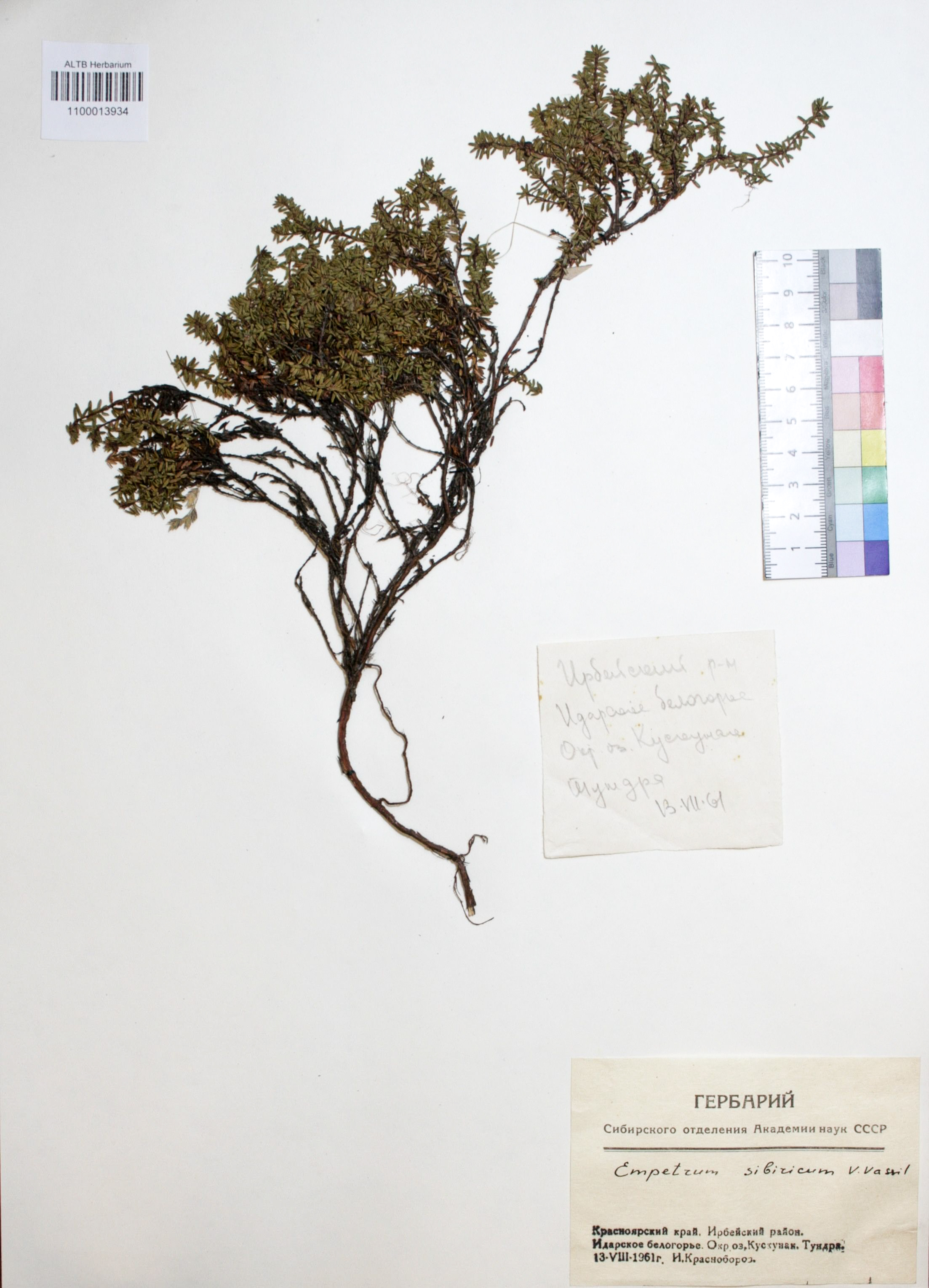 Empetrum sibiricum V. Vassil