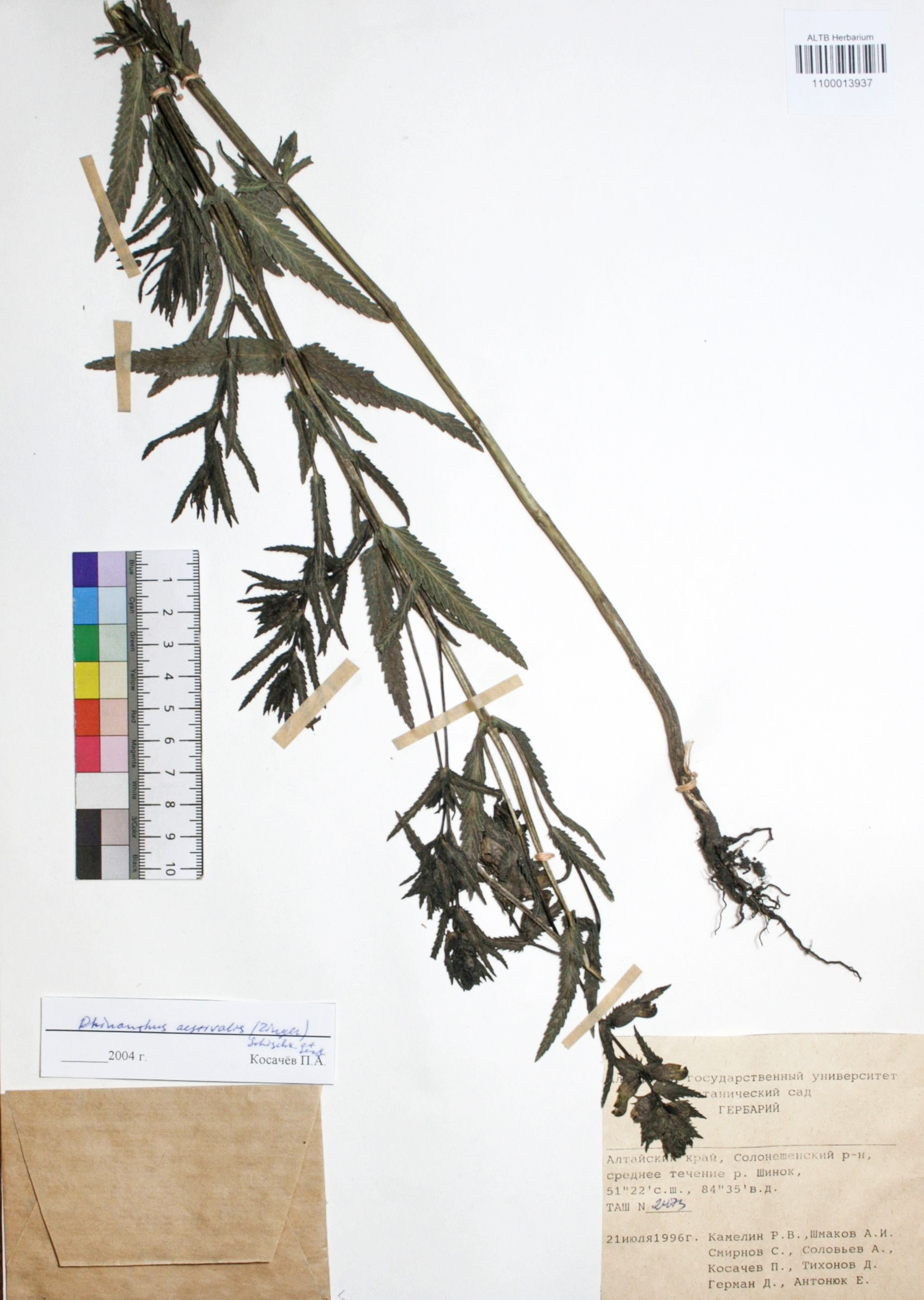 Rhinanthus aestivalis (N.W. Zinger) Schischk. & Serg.