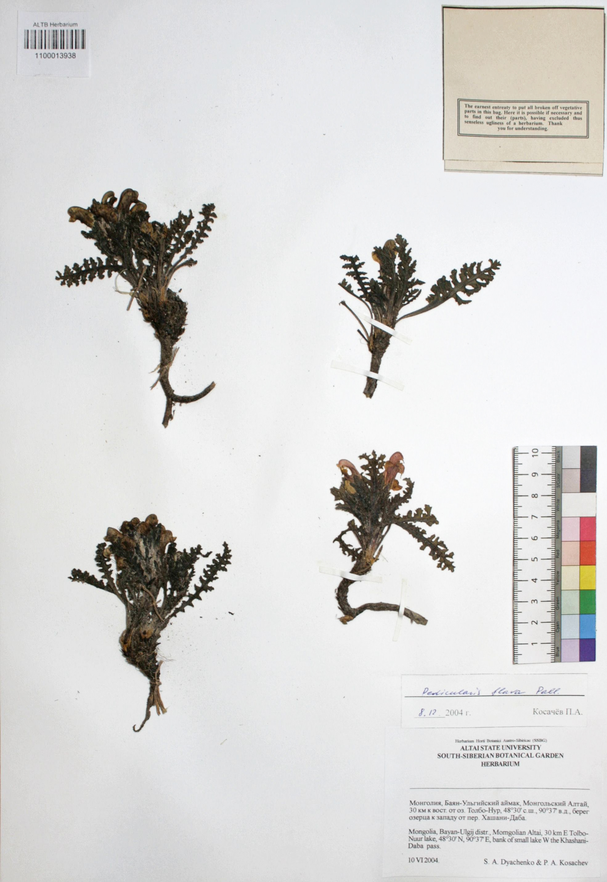 Pedicularis flava Pall.