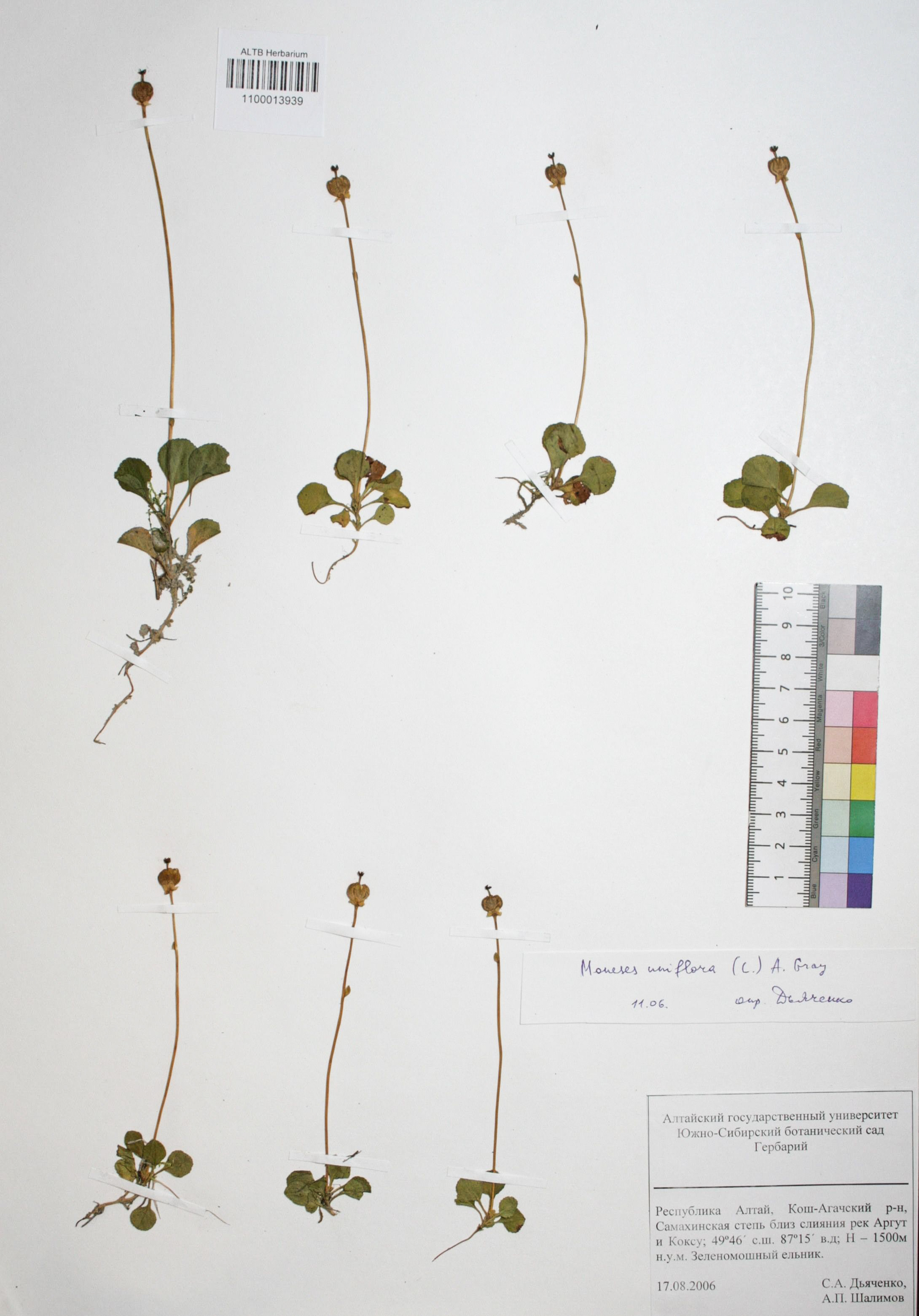 Moneses uniflora (L.) A. Gray