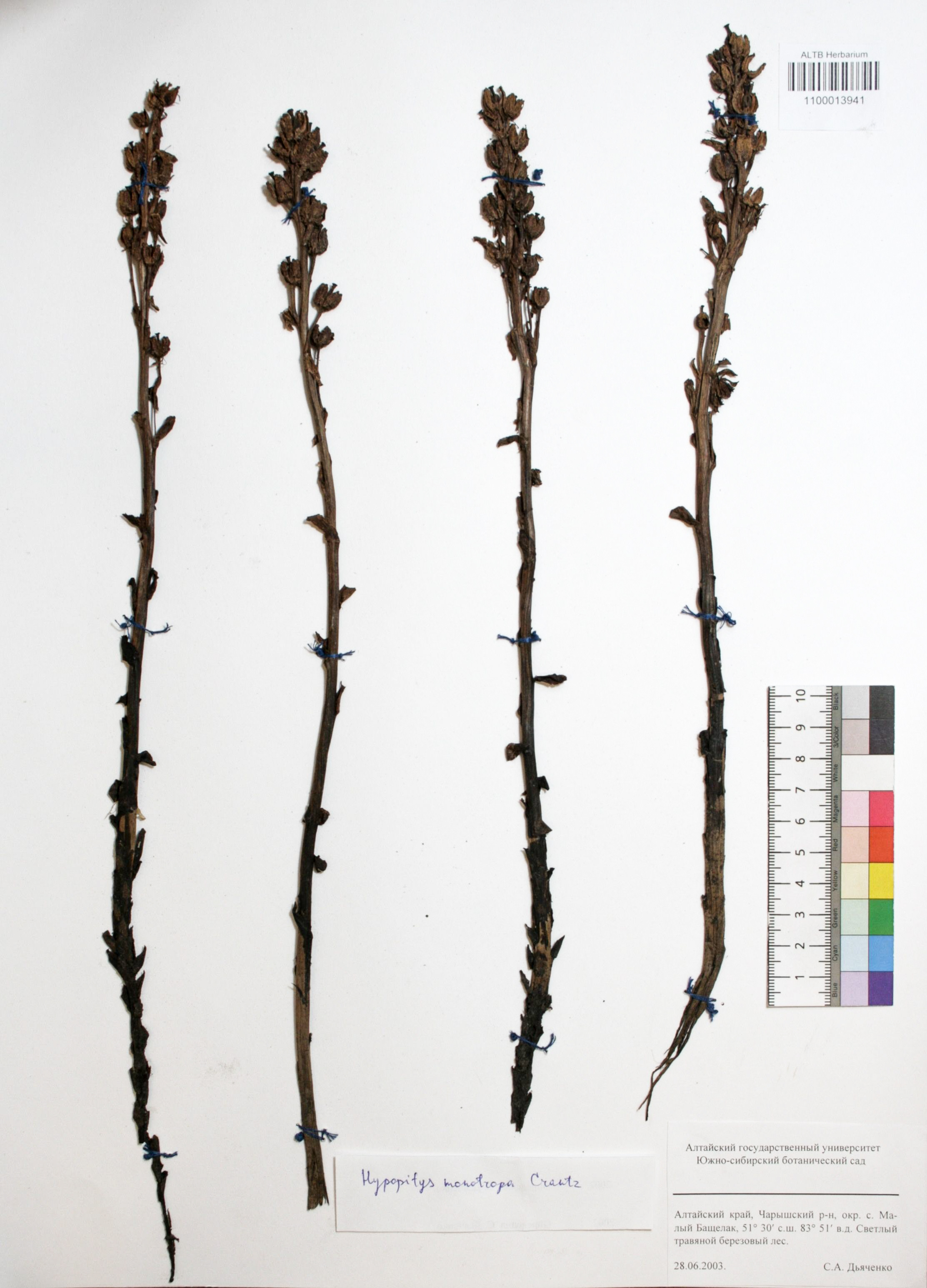 Hypopitys monotropa Crantz