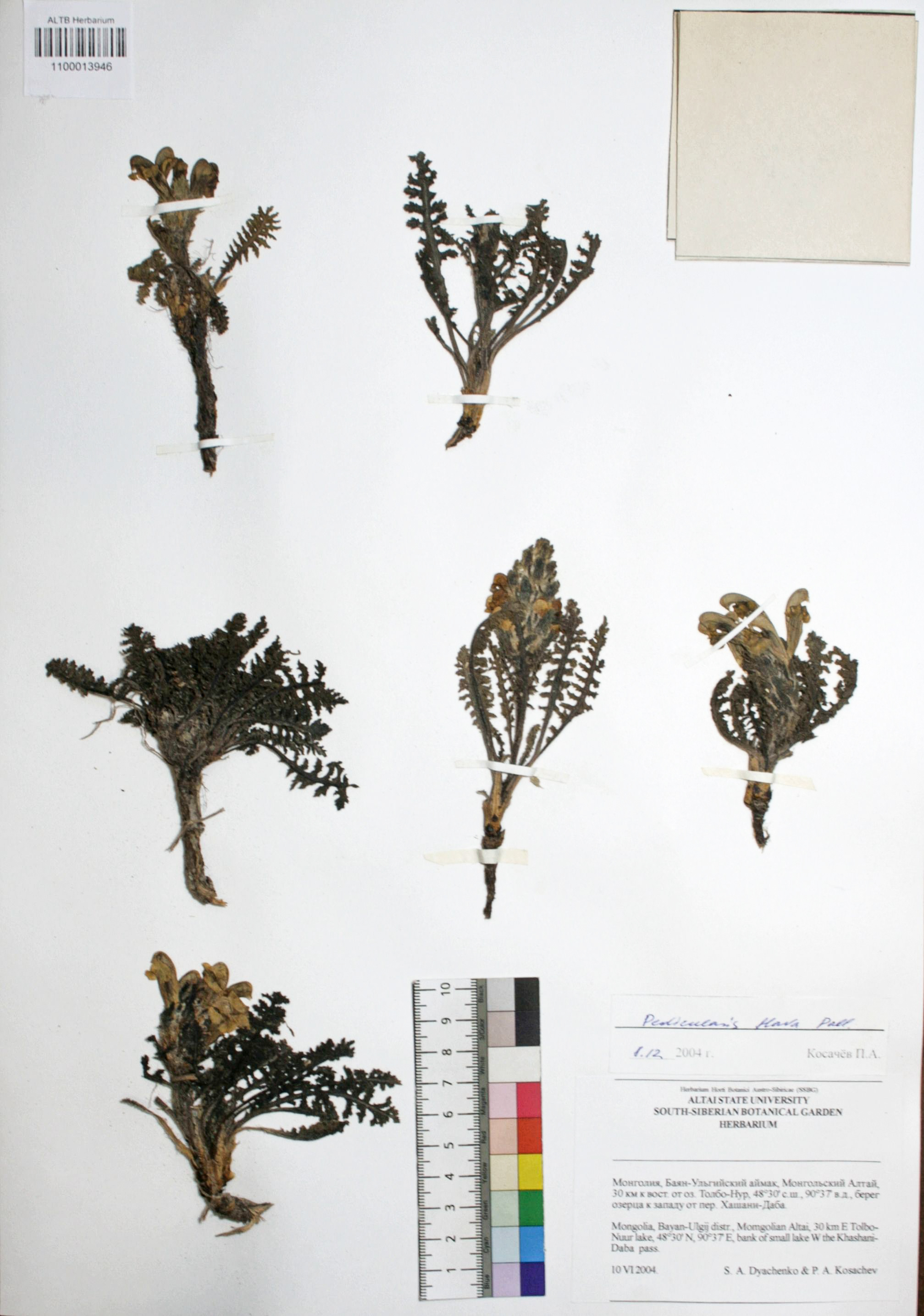 Pedicularis flava Pall.