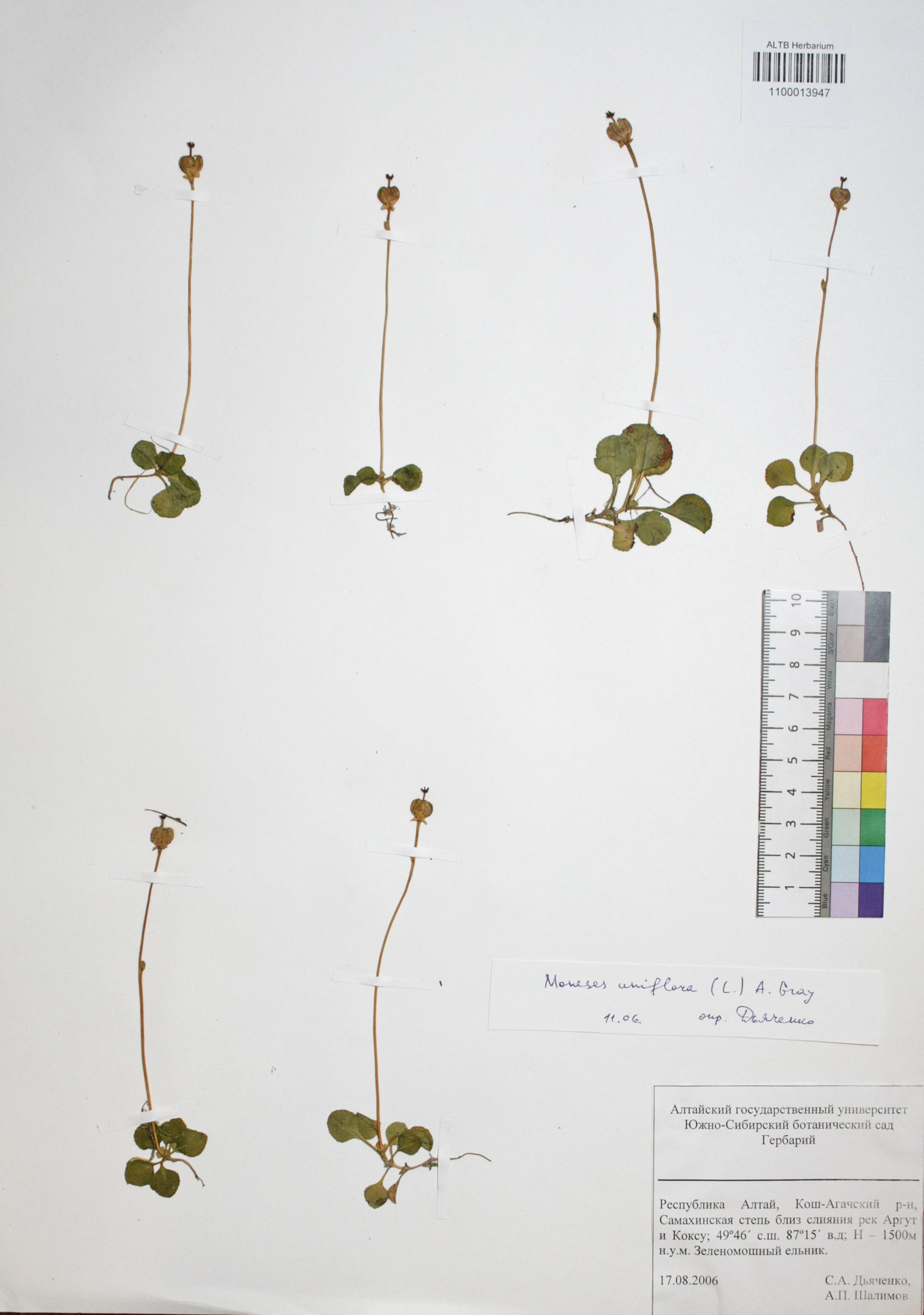 Moneses uniflora (L.) A. Gray