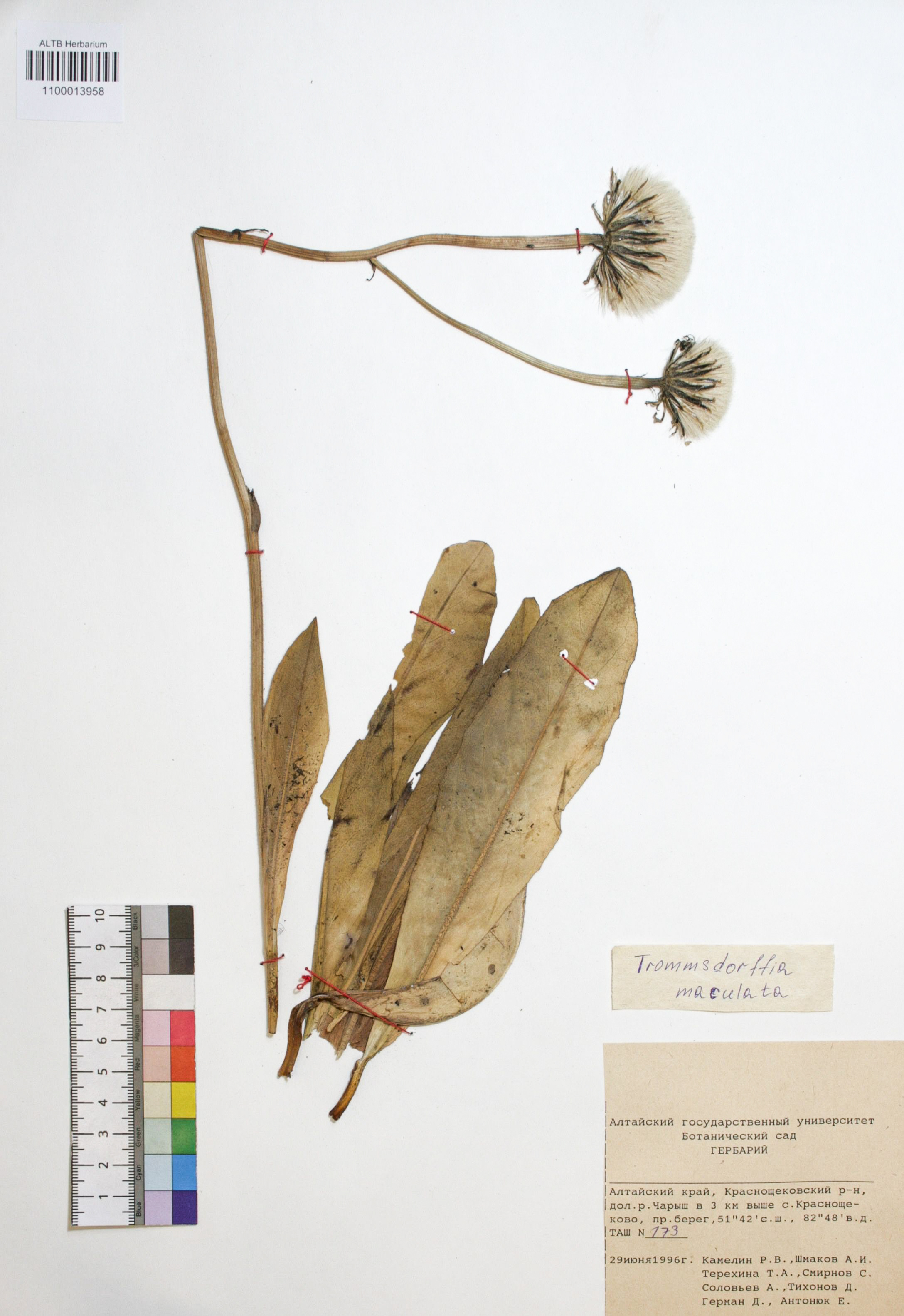 Trommsdorffia maculata (L.) Bernh.