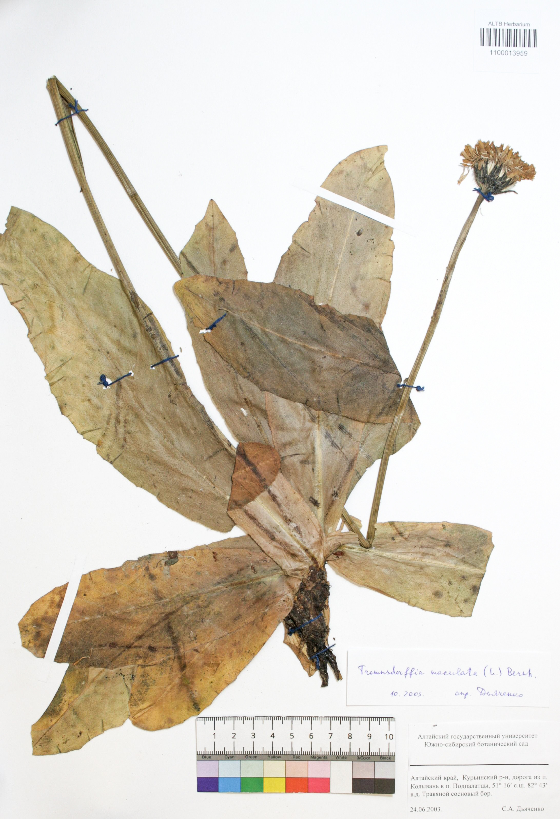 Trommsdorffia maculata (L.) Bernh.