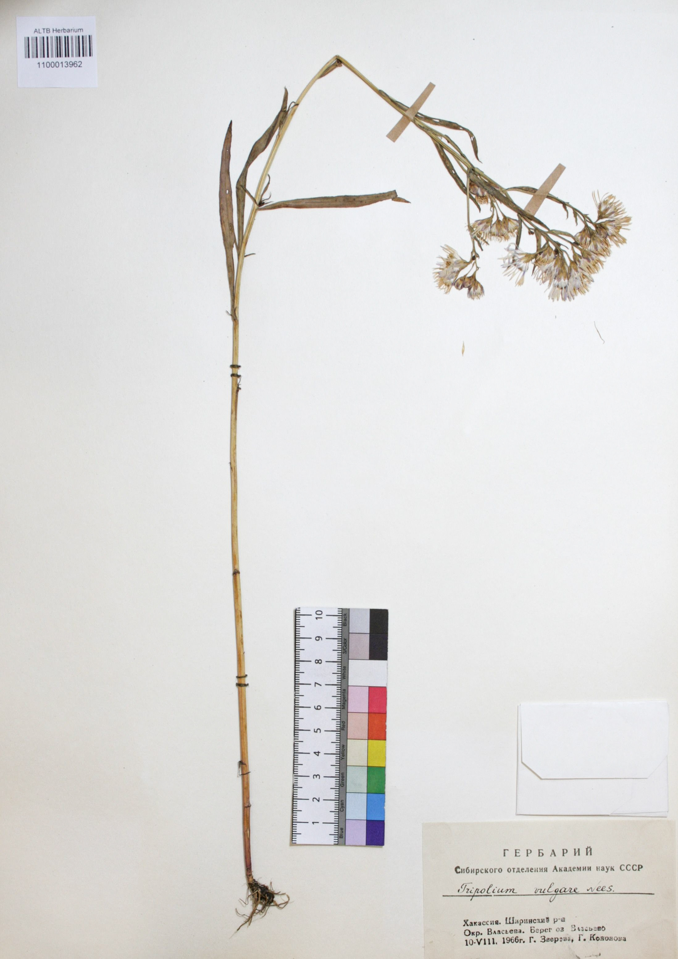 Tripolium vulgare Nees. 