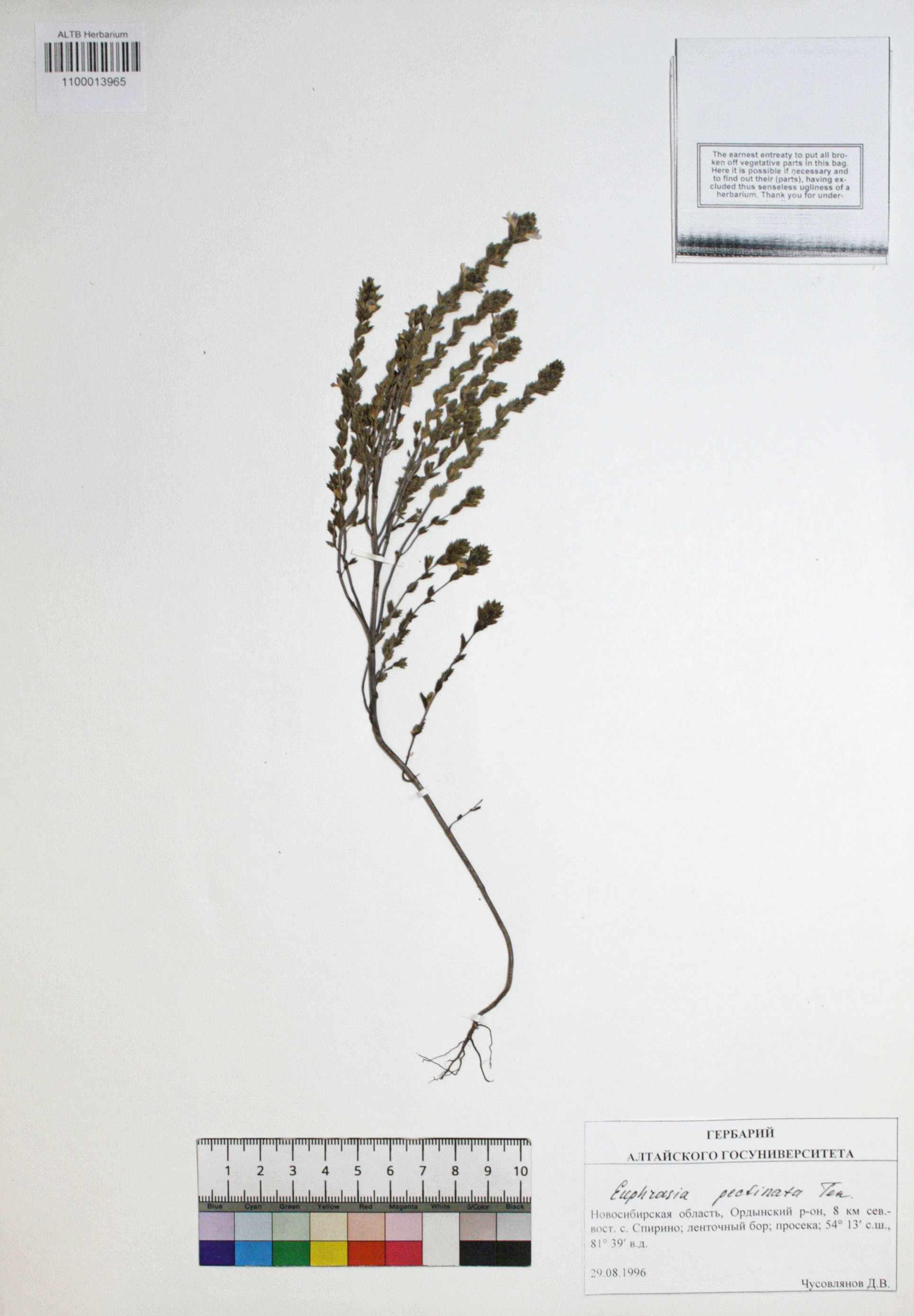 Euphrasia pectinata Ten.