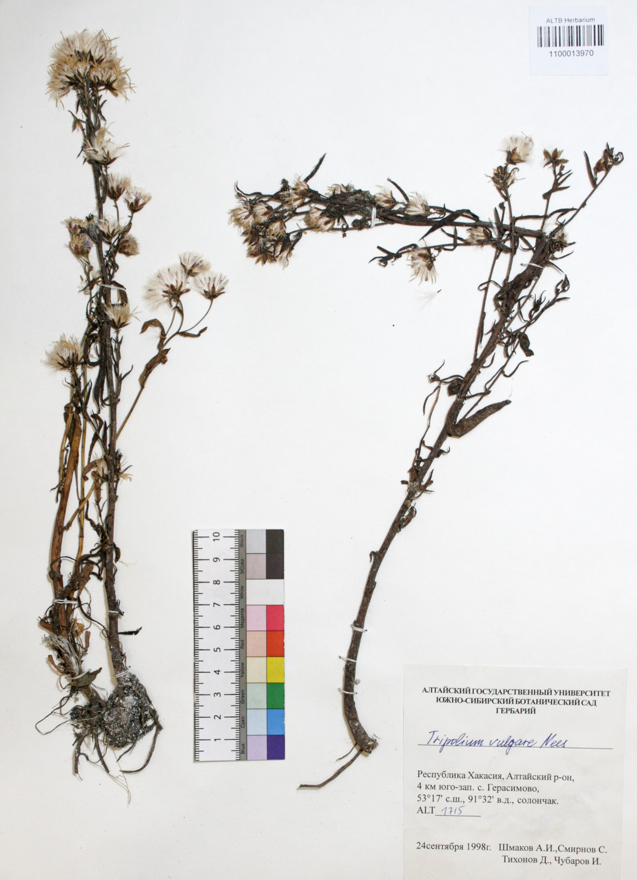 Tripolium vulgare Nees. 