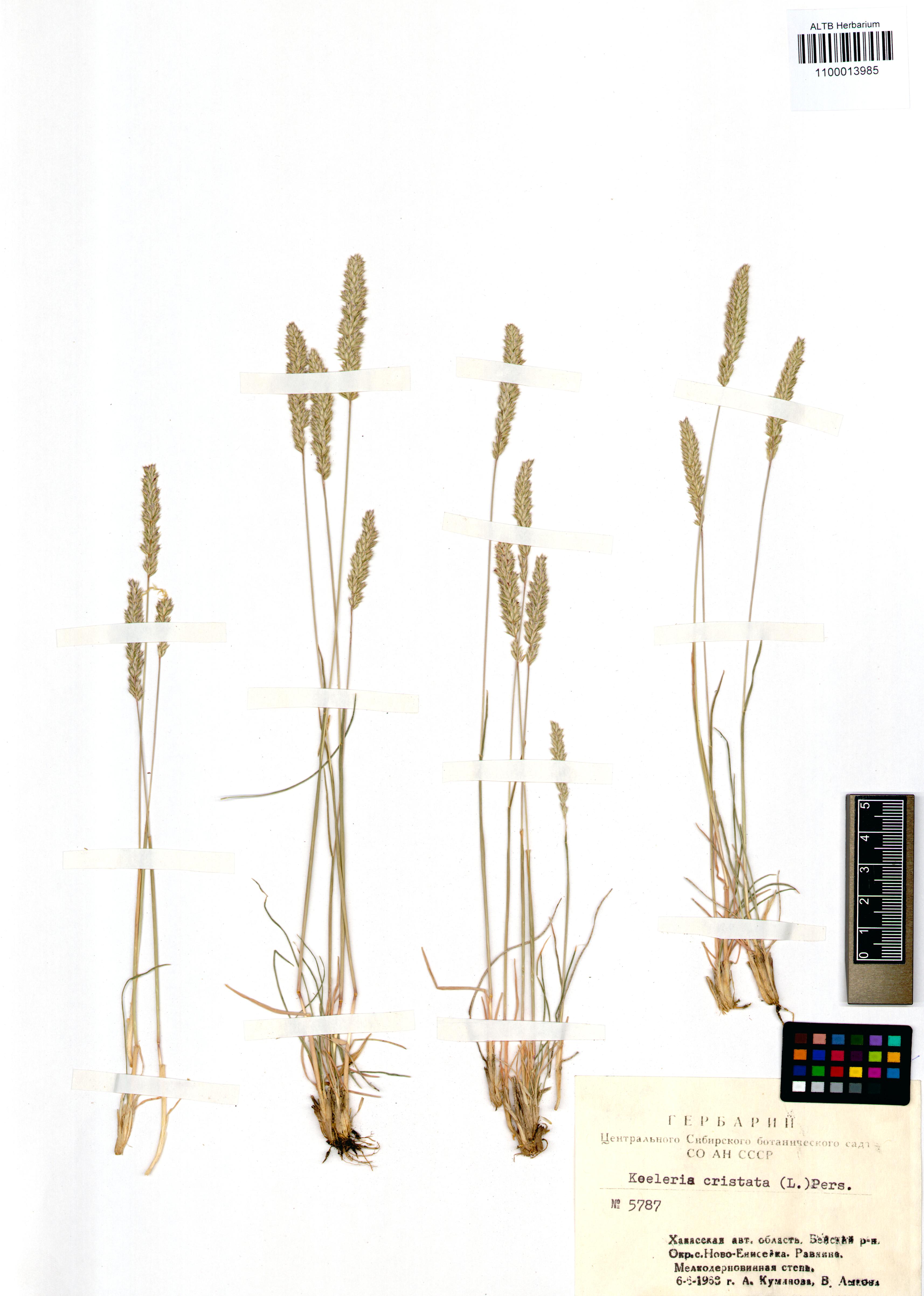Koeleria cristata (L.) Pers. s. str.