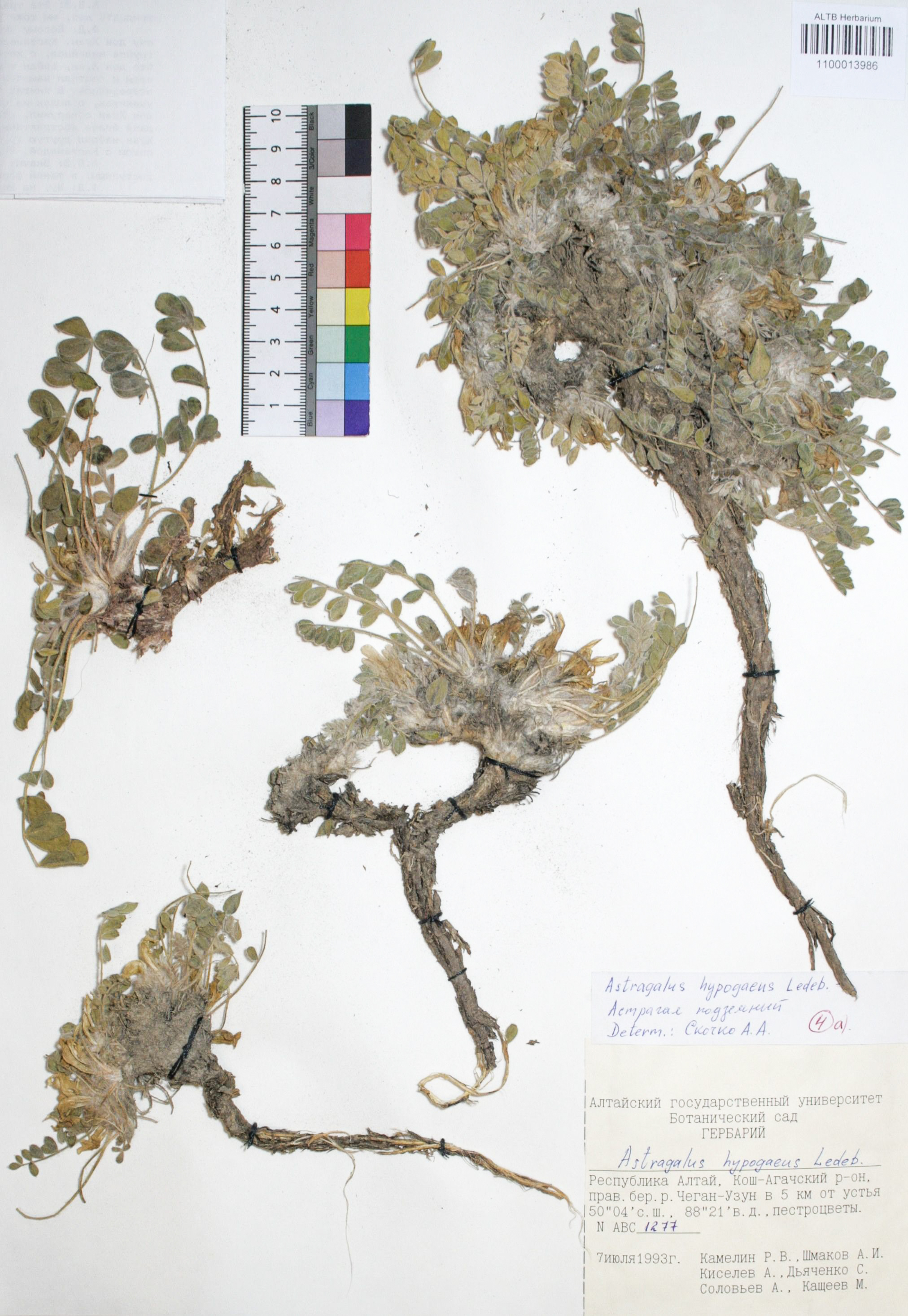 Astragalus hypogaeus Ledeb.