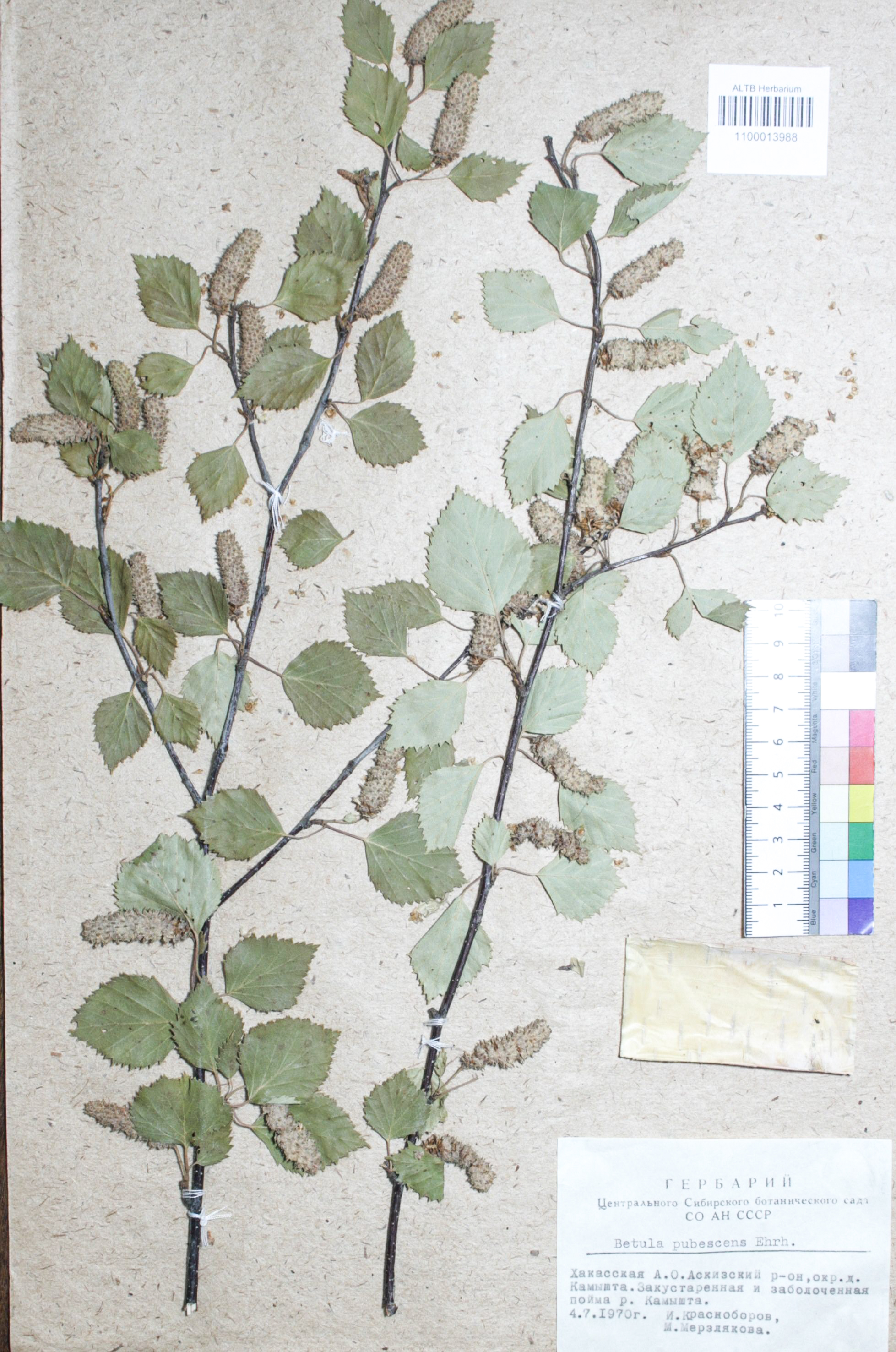 Betula pubescens Ehrh.